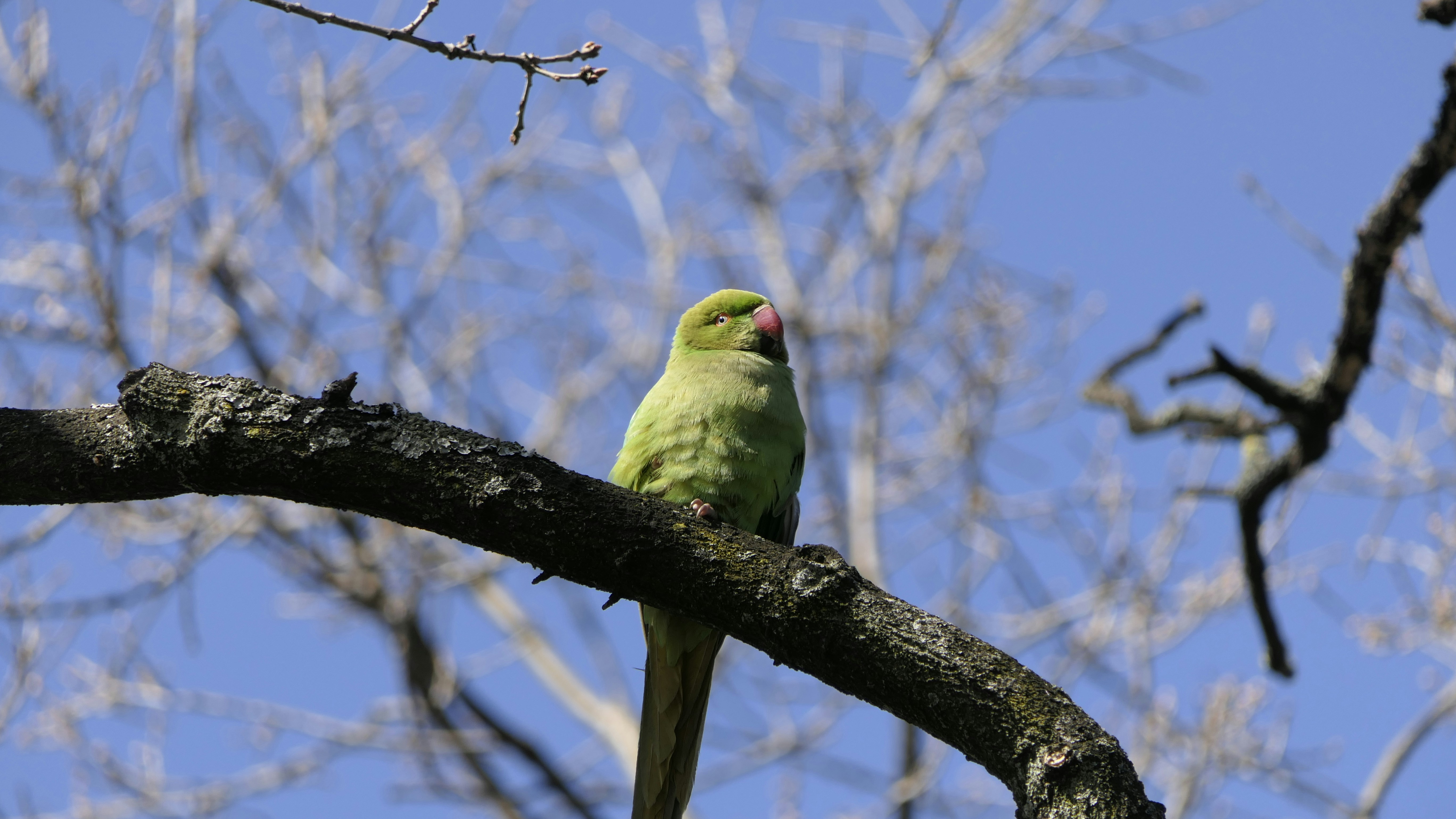 Rose-ringed parakeet on bare branch - Free Photo on Unsplash
