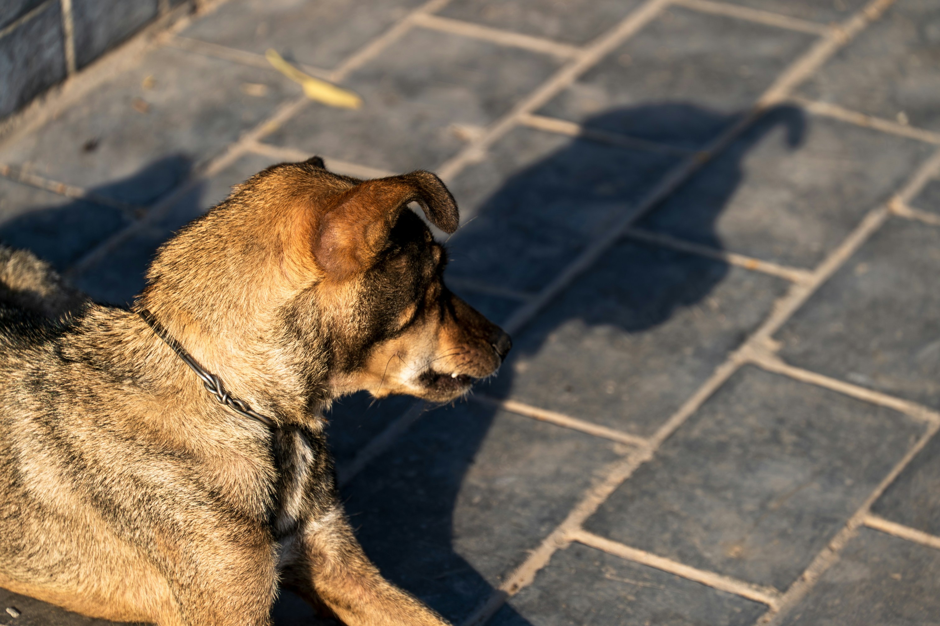 A brown dog with a metal collar on a grey tiled patio