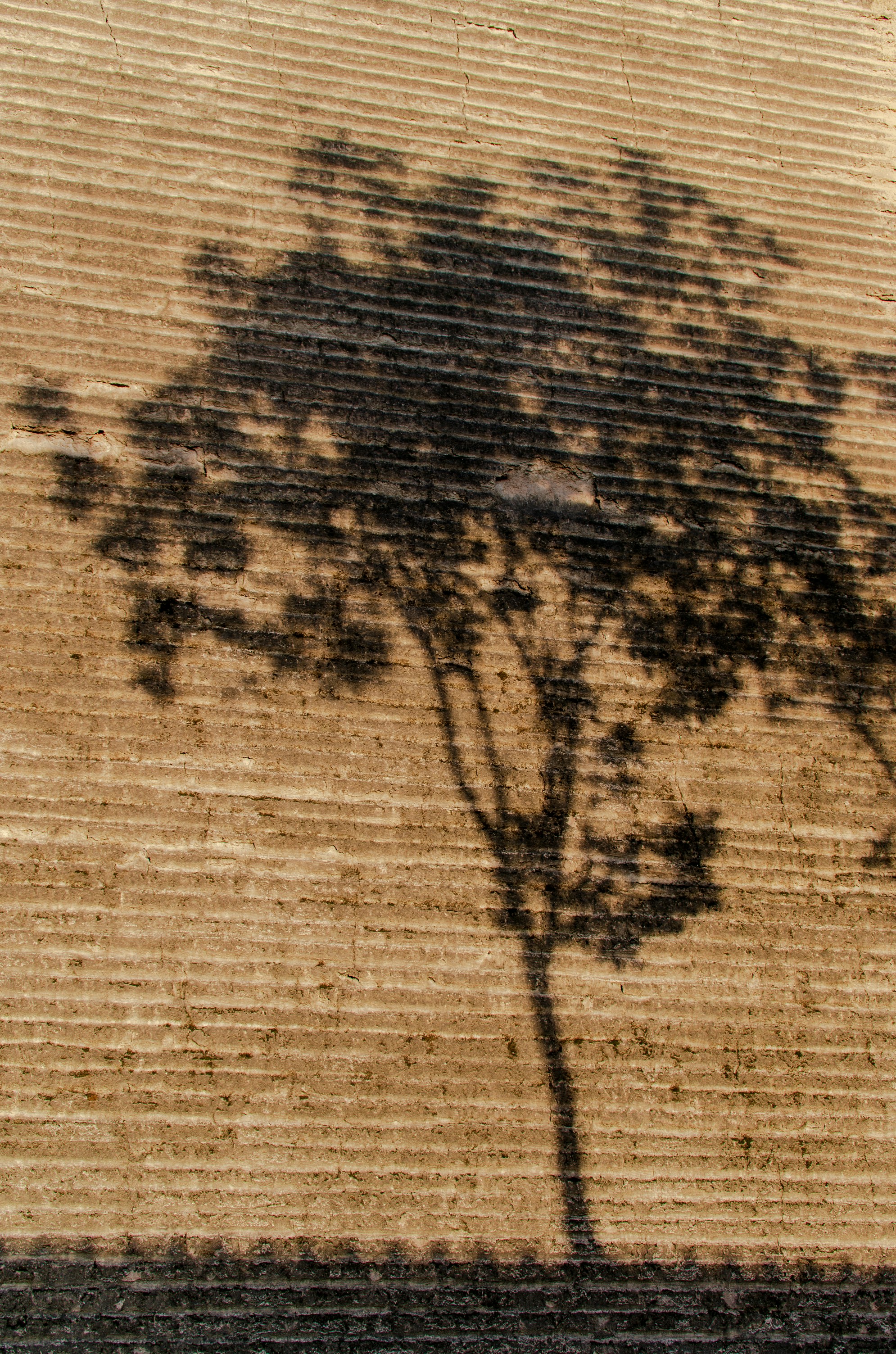 A dark shadow of a tree cast onto a textured brown wall