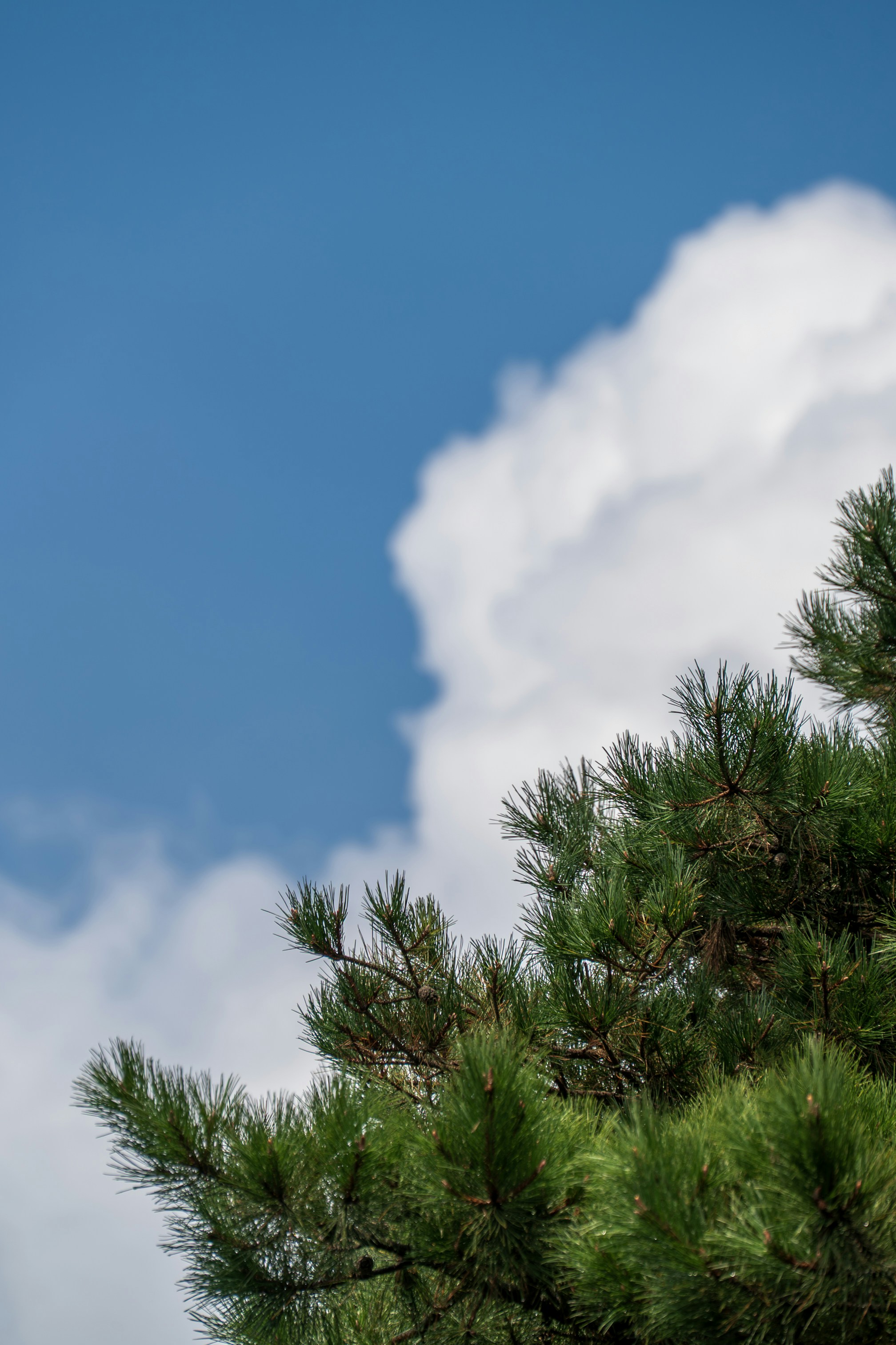 Green pine needles against a bright blue sky with a large white cloud