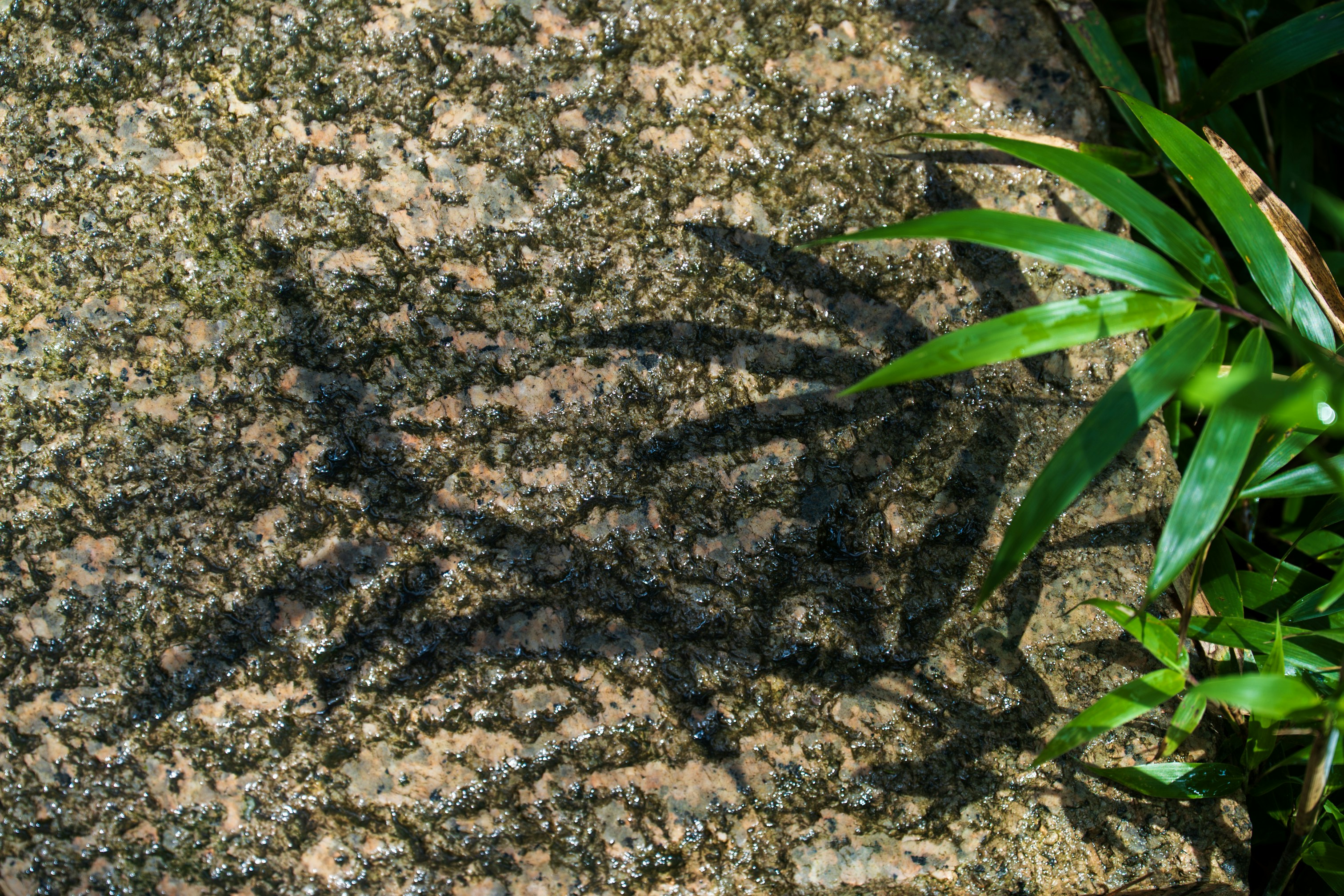 Shadow of bamboo leaves cast on a textured brown stone surface