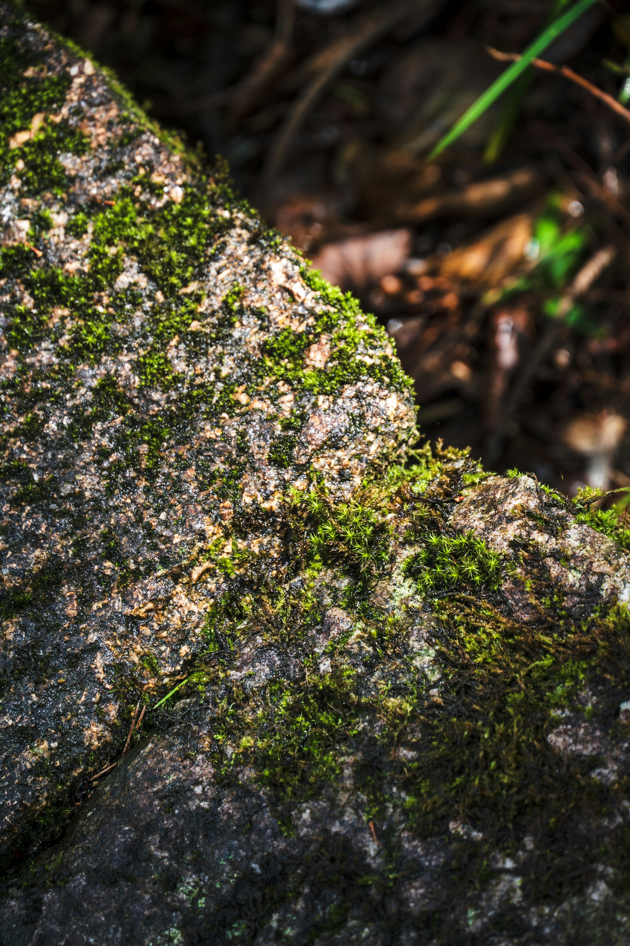 Vibrant green moss growing on the rough surface of a dark granite rock