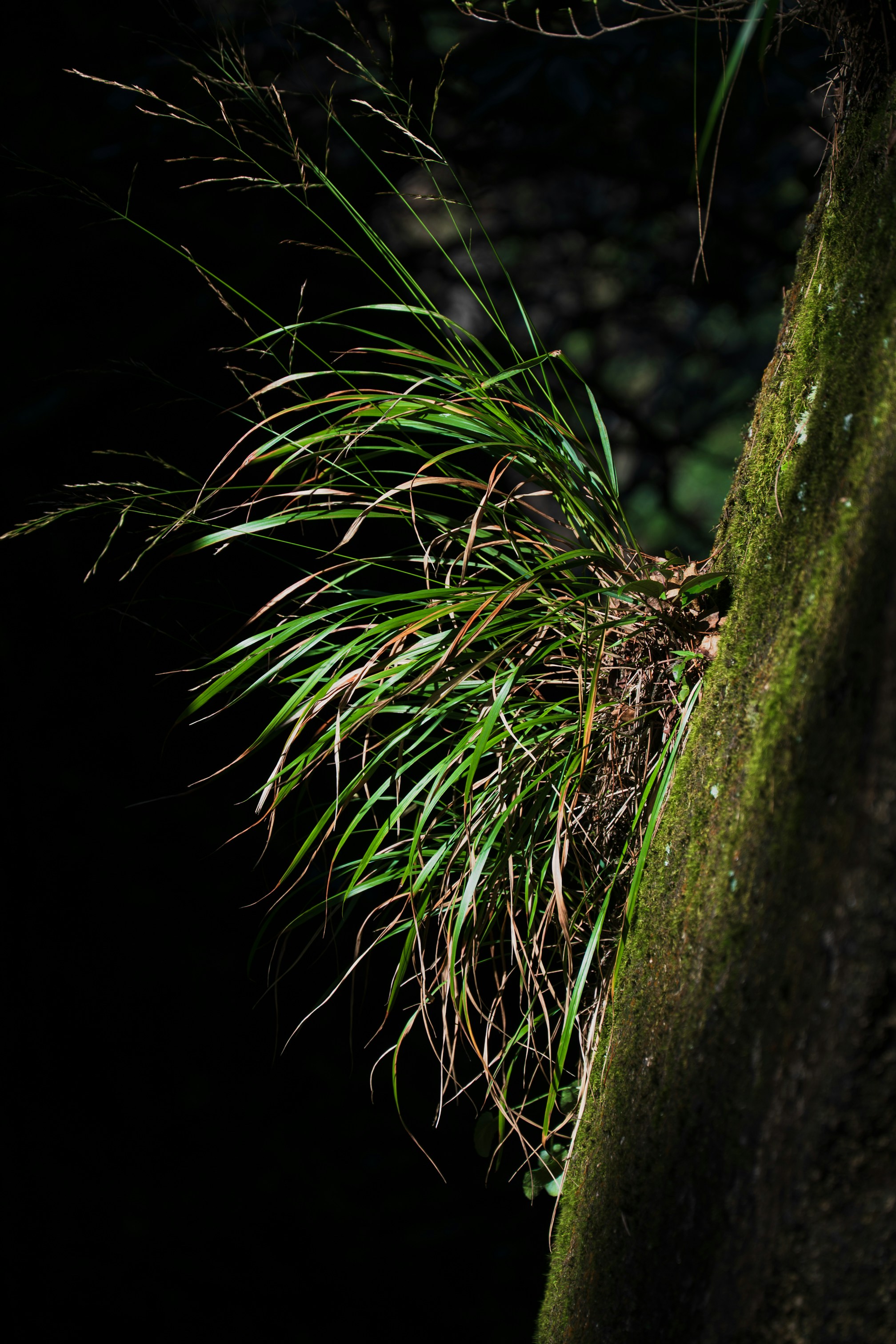 A tuft of long green grass growing from a mossy tree trunk