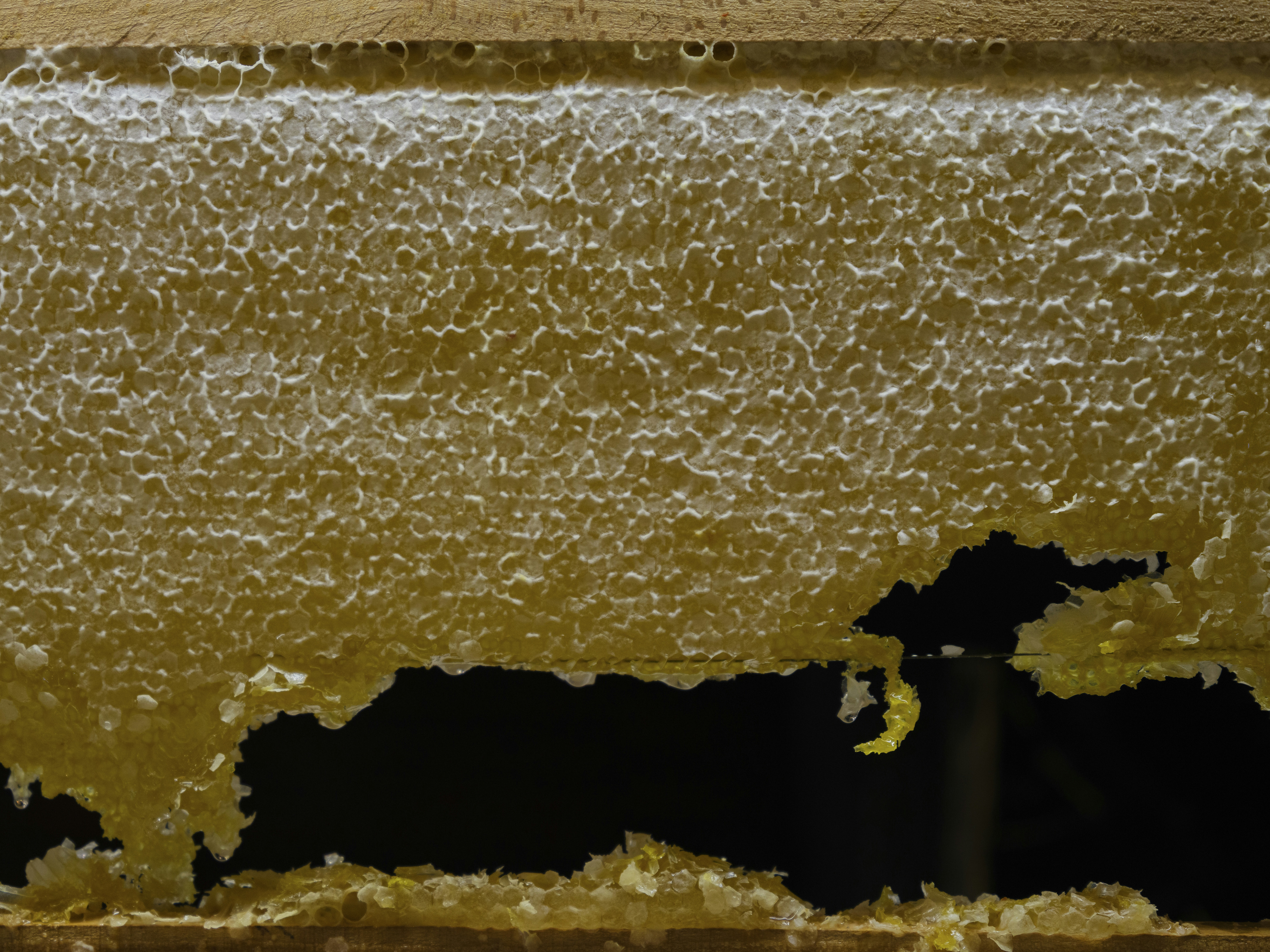 A textured honeycomb filled with golden honey against a dark background