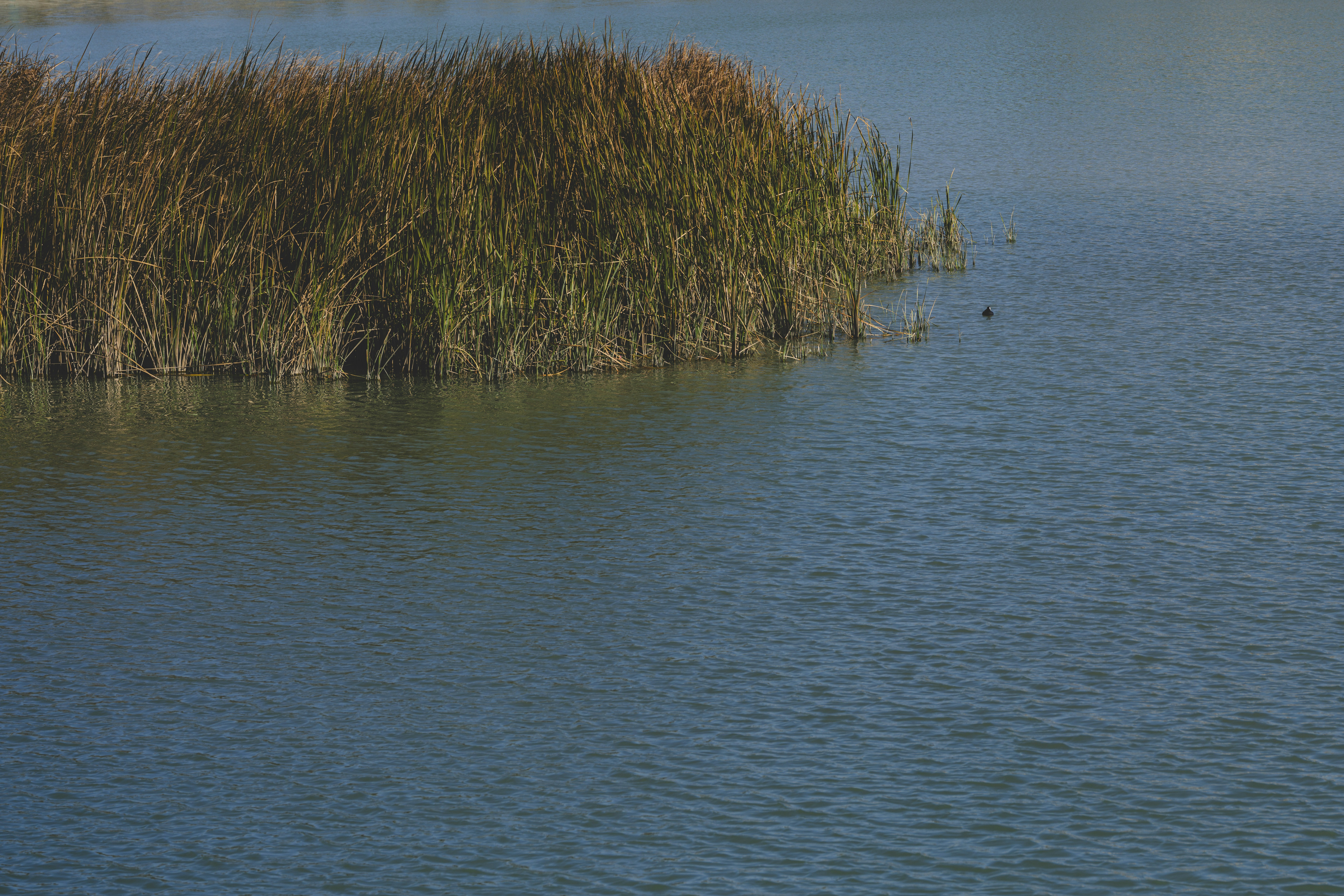 A patch of tall brown reeds growing in calm blue lake water
