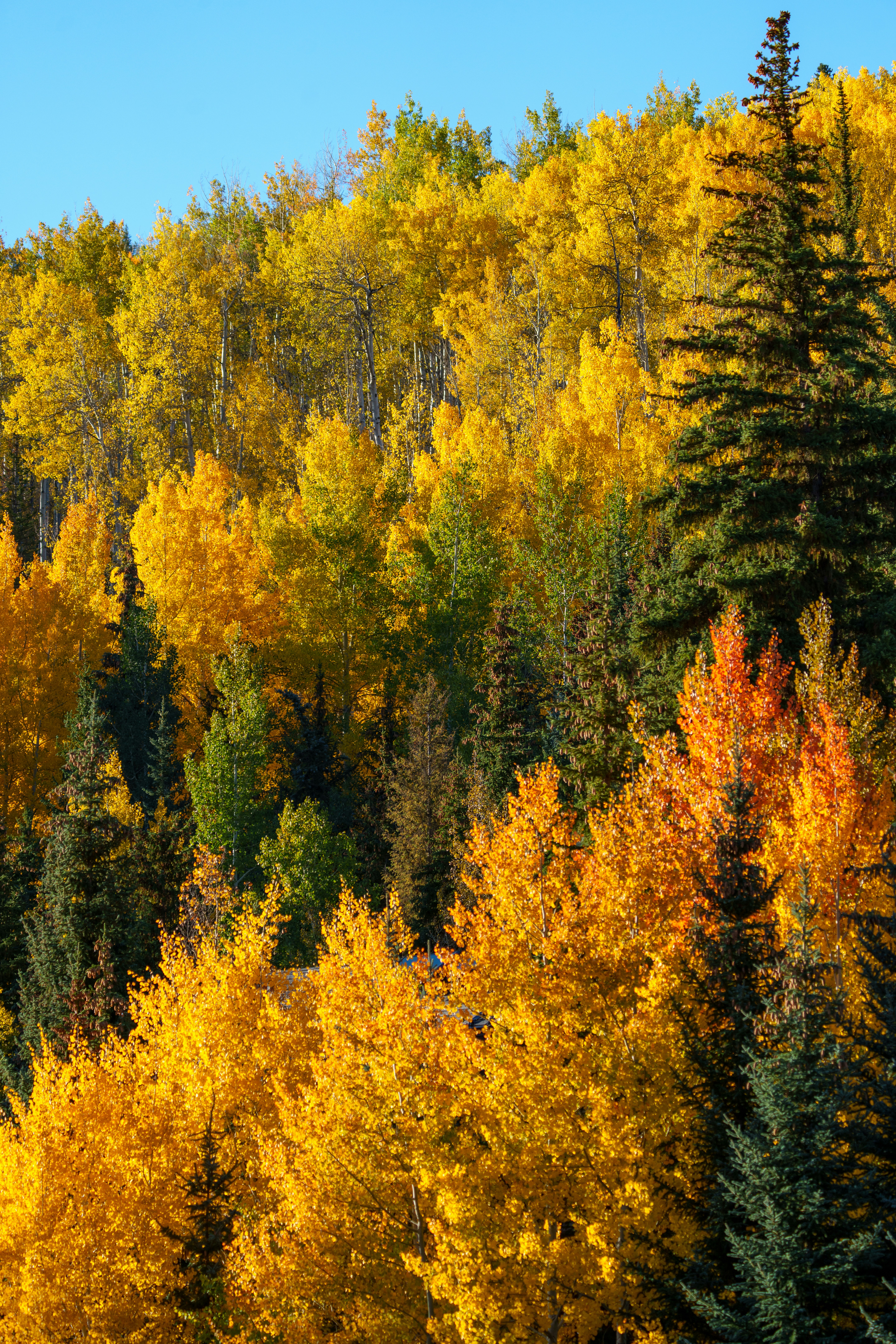 Golden aspen and green pine forest - Free Photo on Unsplash