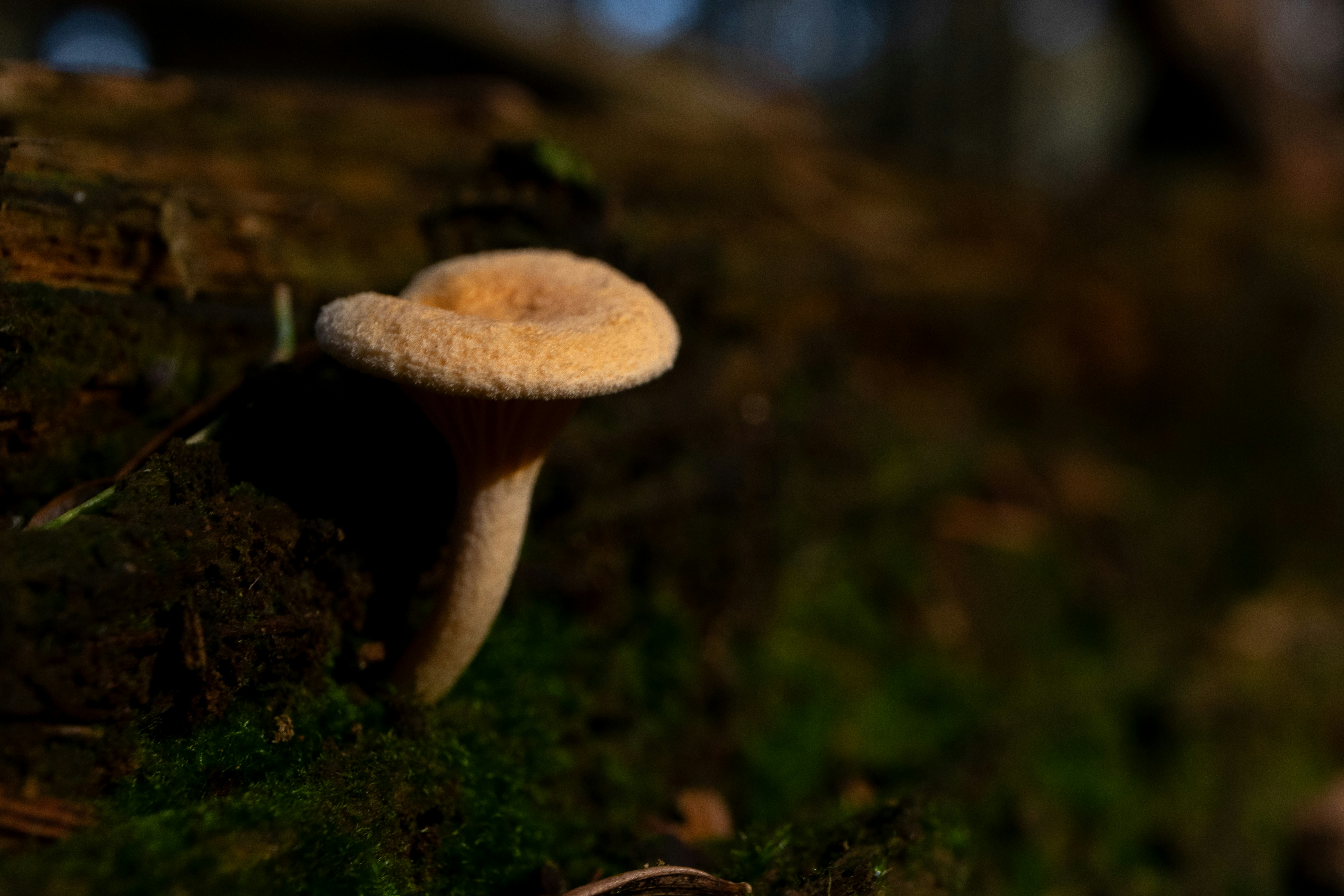 Um pequeno cogumelo bege crescendo de um tronco coberto de musgo em uma floresta