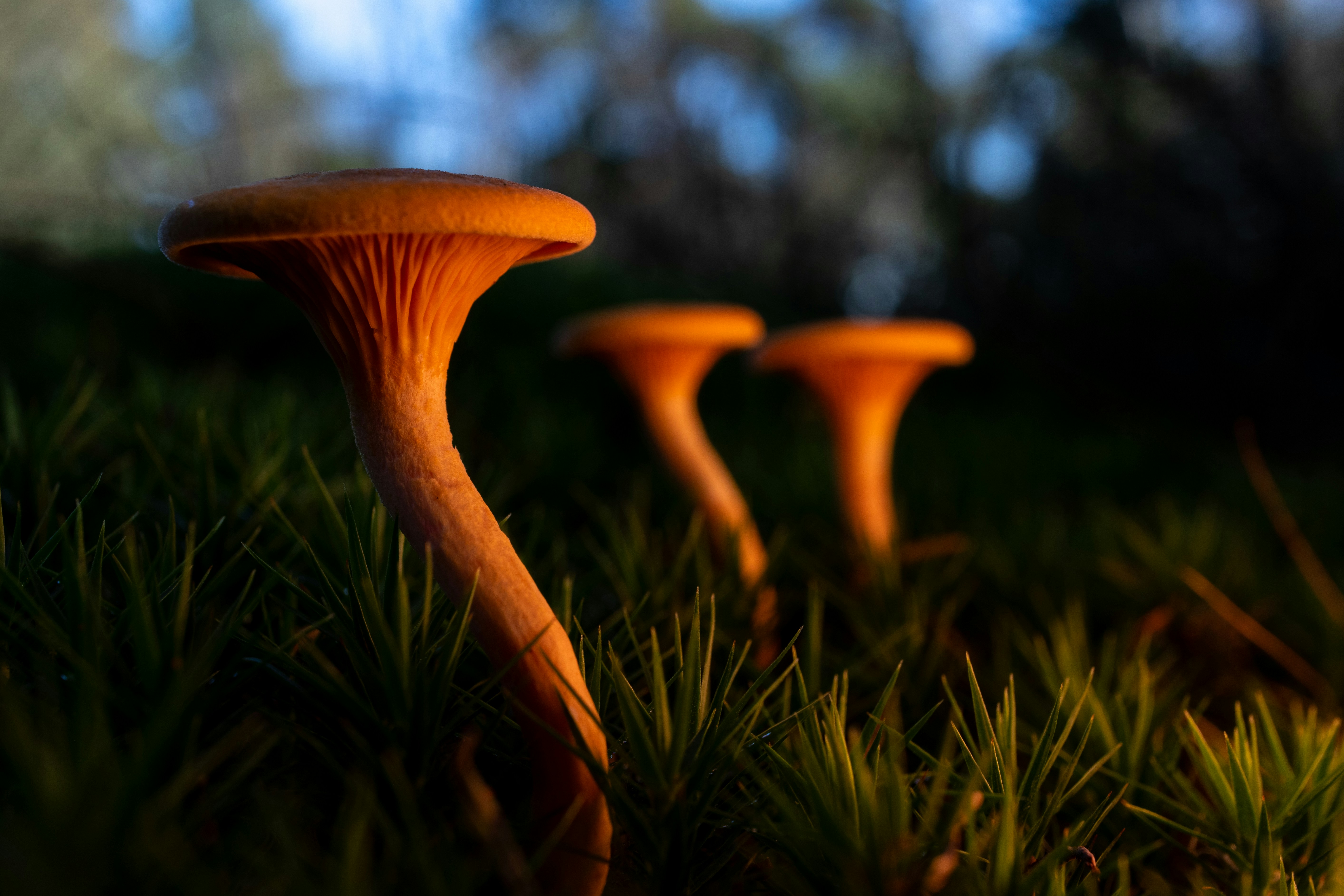 Três cogumelos cantarelas laranja crescendo em musgo verde escuro em uma floresta