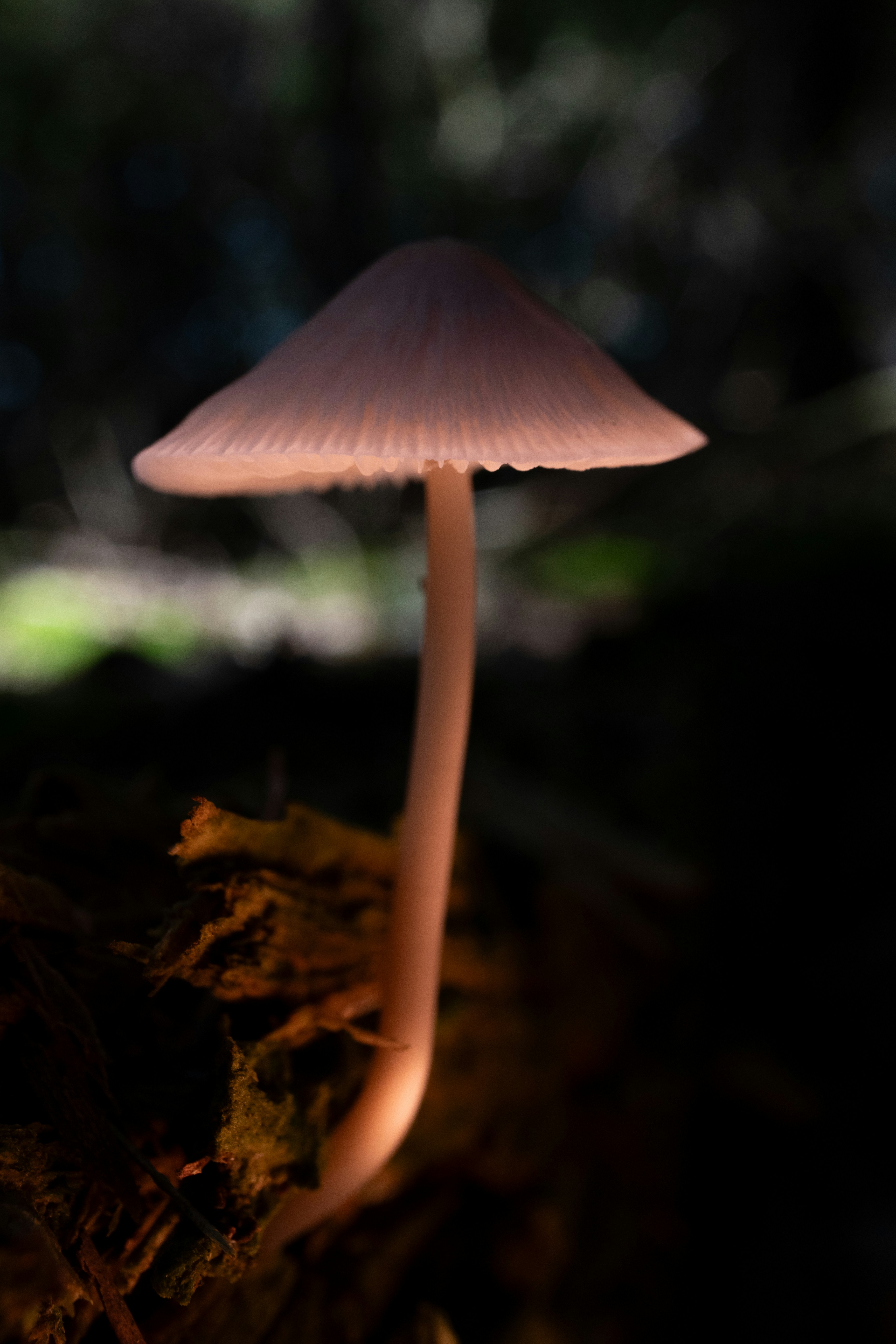 Um único cogumelo pálido crescendo de um tronco escuro e em decomposição em uma floresta