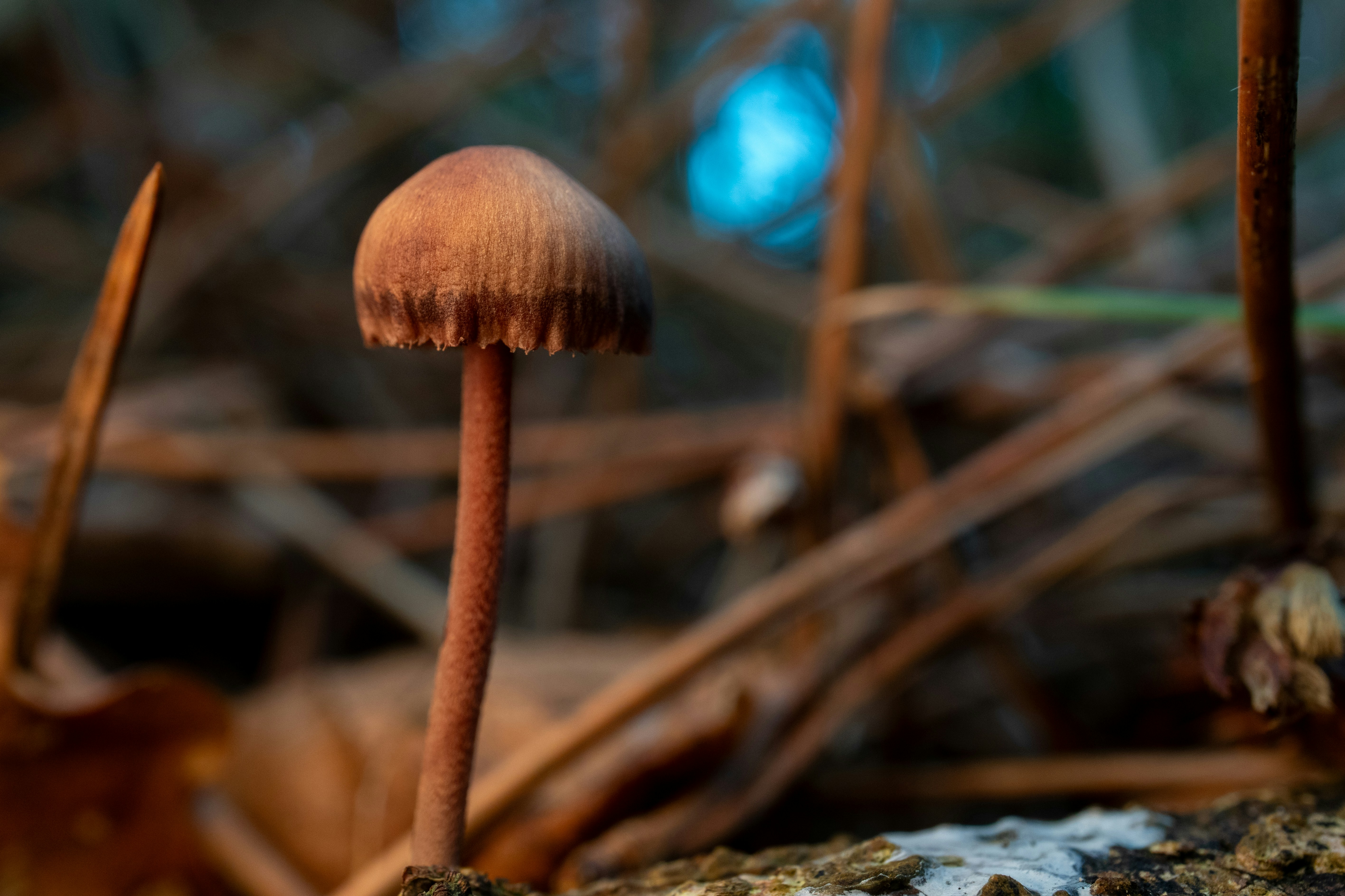 Um pequeno cogumelo marrom com uma coroa texturizada no chão da floresta
