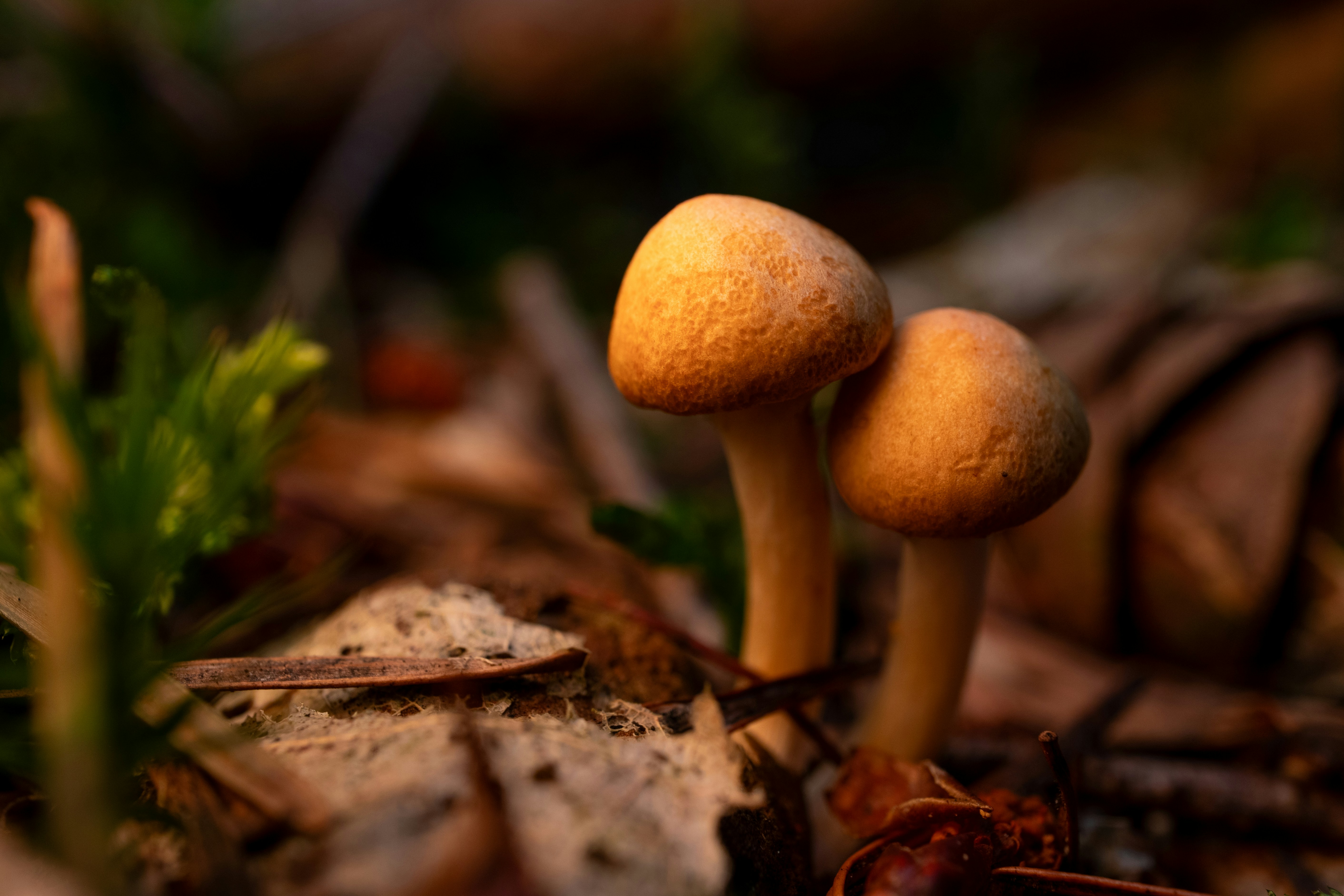 Dois pequenos cogumelos marrons crescendo entre folhas caídas e agulhas de pinheiro no chão da floresta