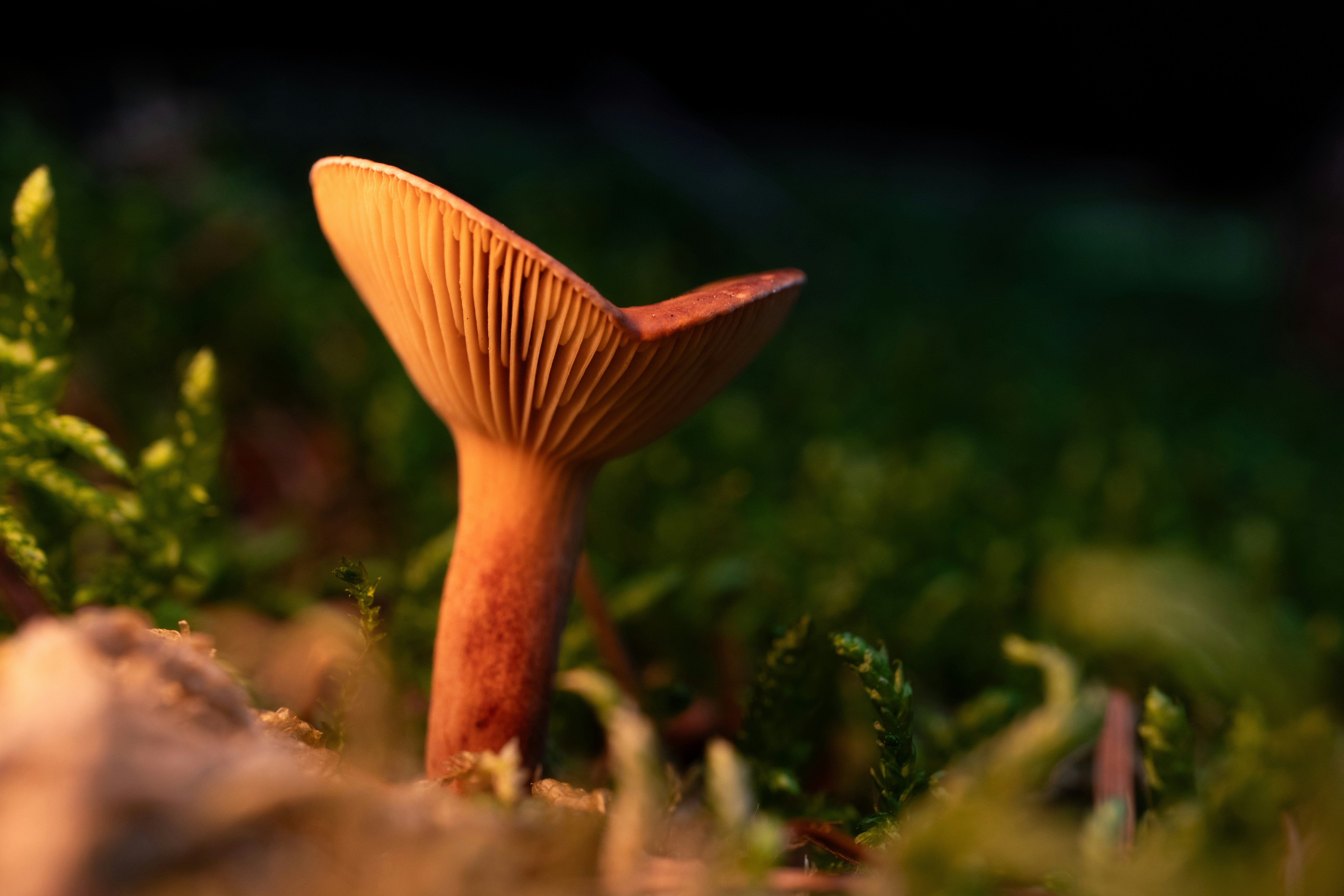 Um único cogumelo marrom com brânquias visíveis em musgo verde sob luz quente