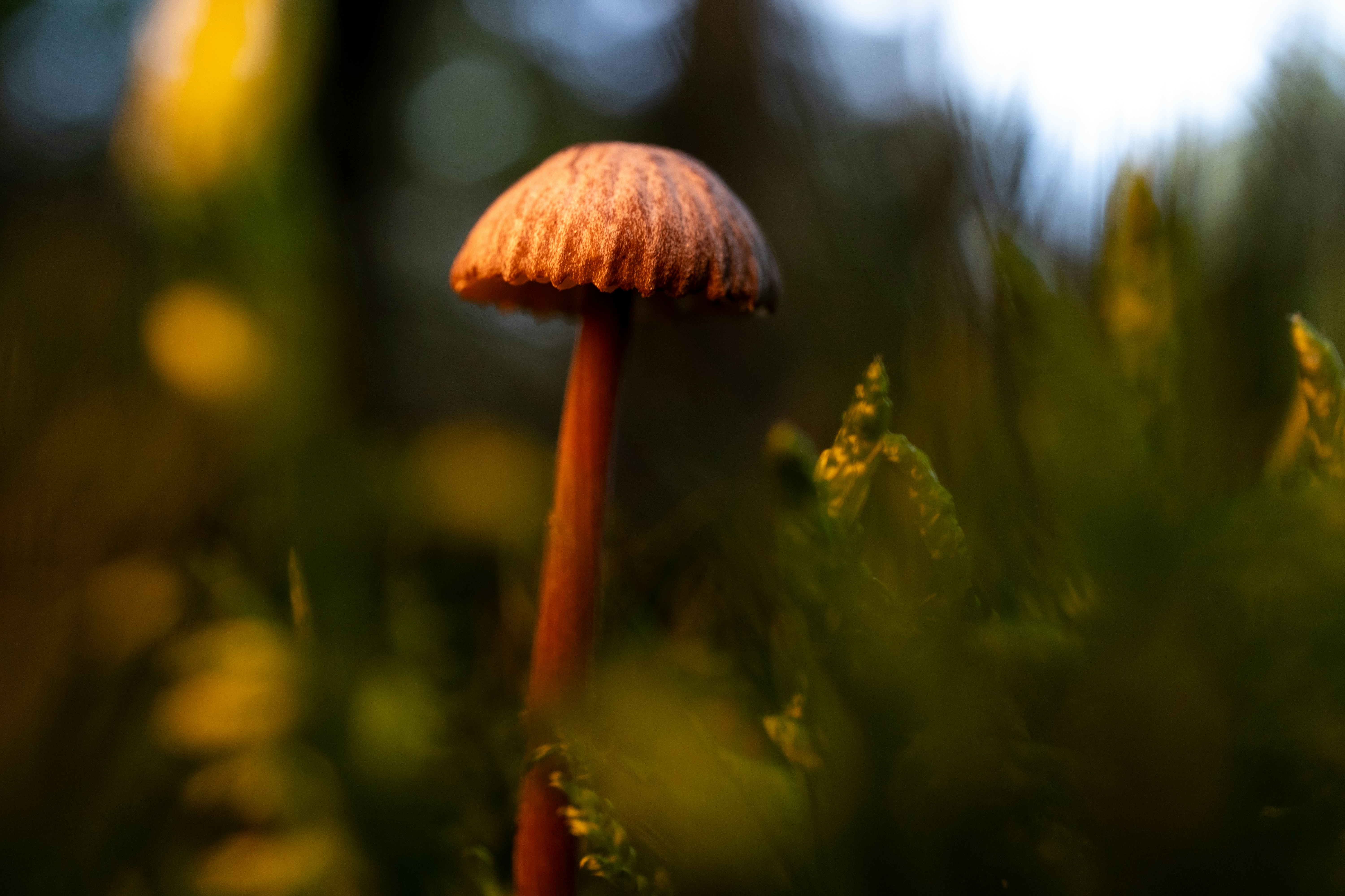 Um pequeno cogumelo marrom em um pedaço de musgo verde sob pouca luz