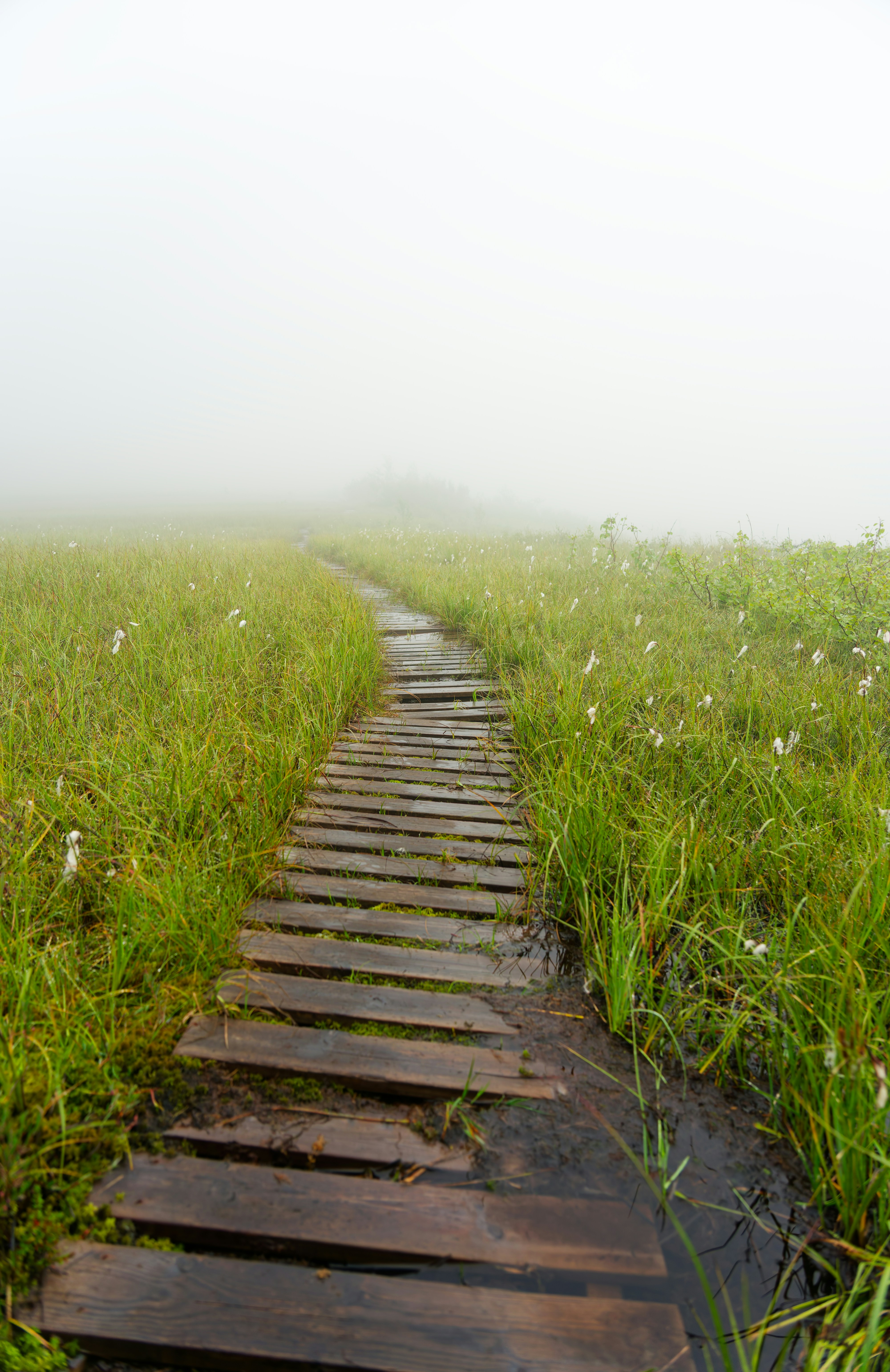 A wooden boardwalk path through a grassy meadow in thick morning fog