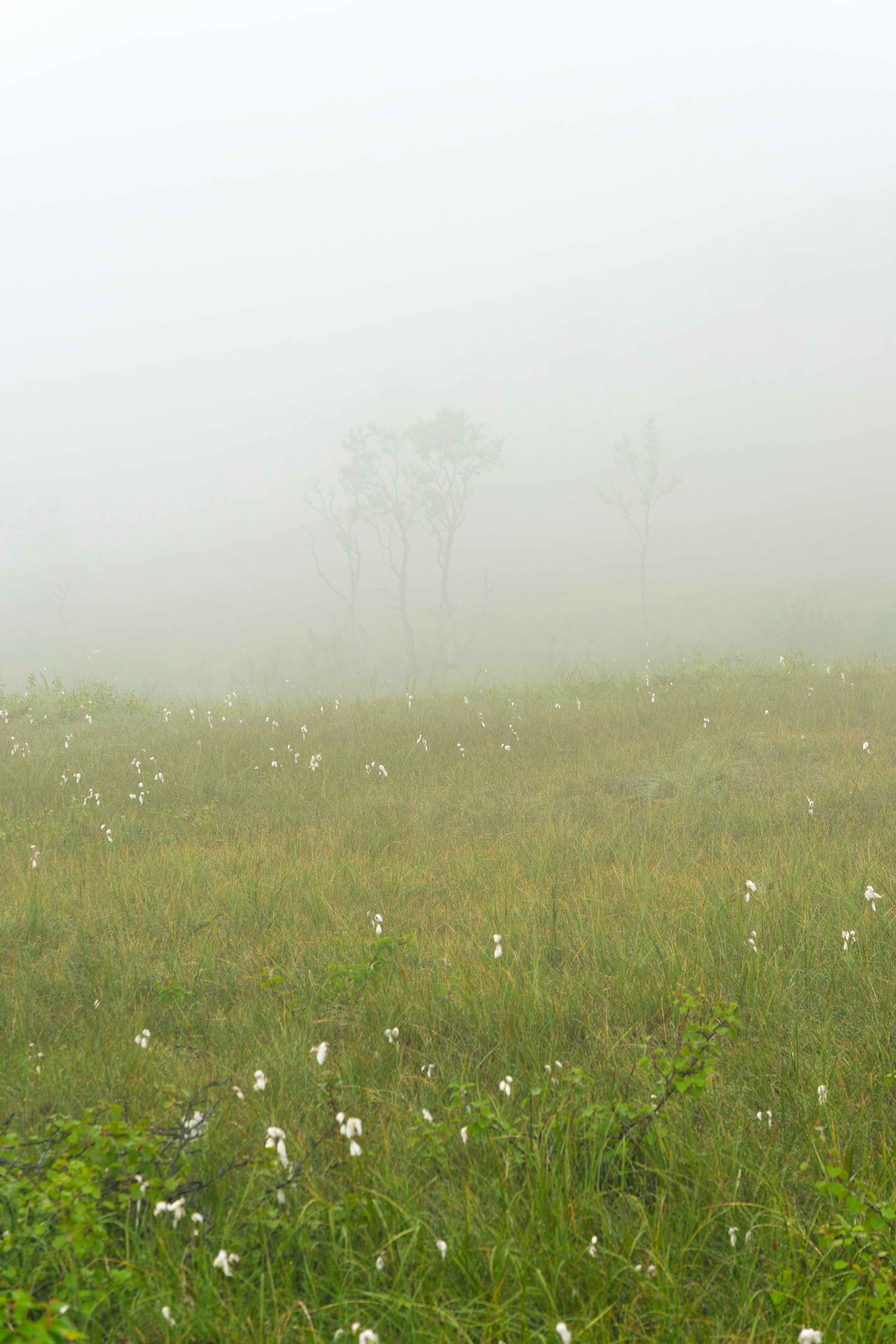 Cotton grass in a green meadow shrouded in thick morning fog