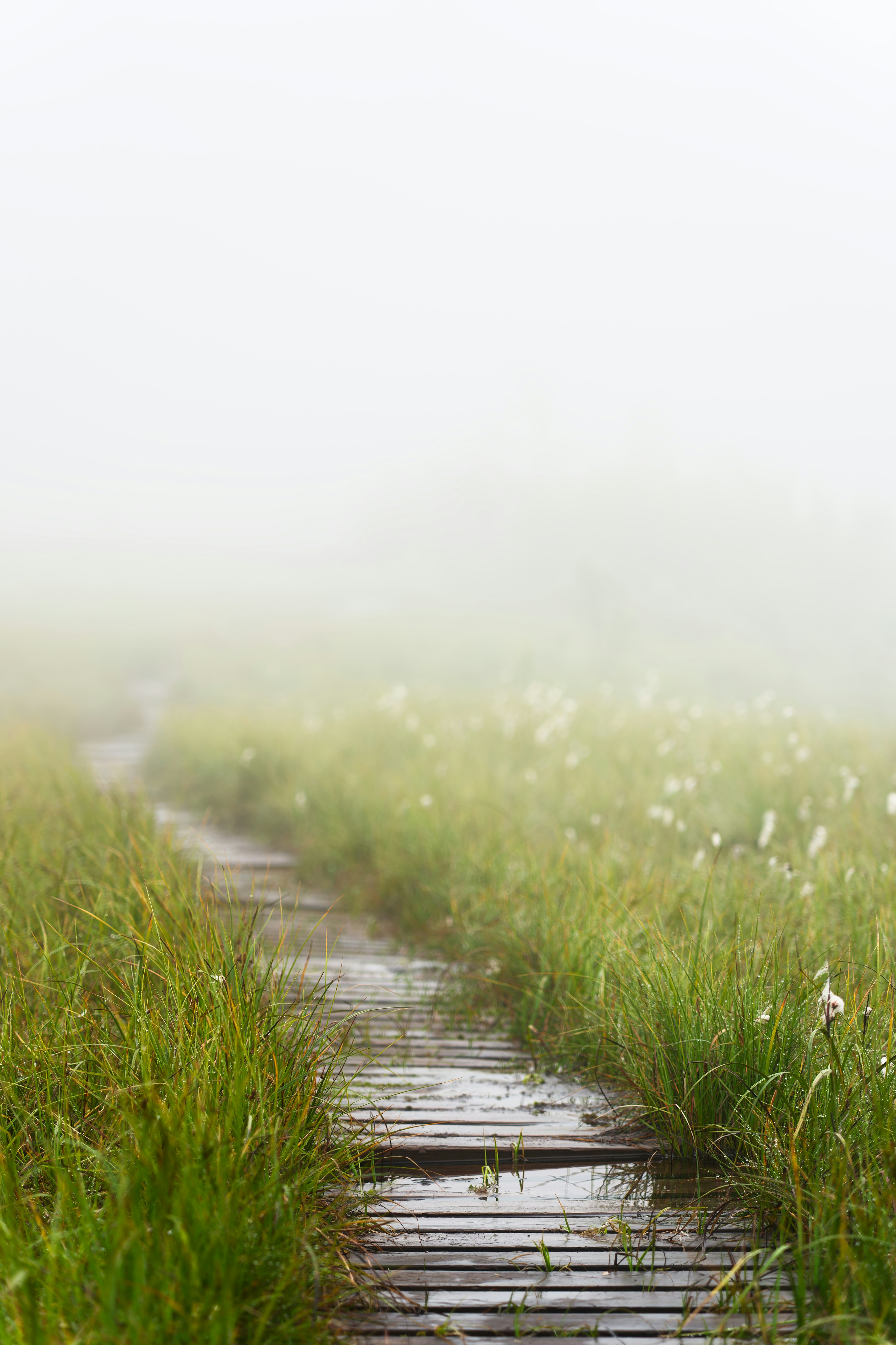 A wooden boardwalk path through a grassy marshland in thick morning fog