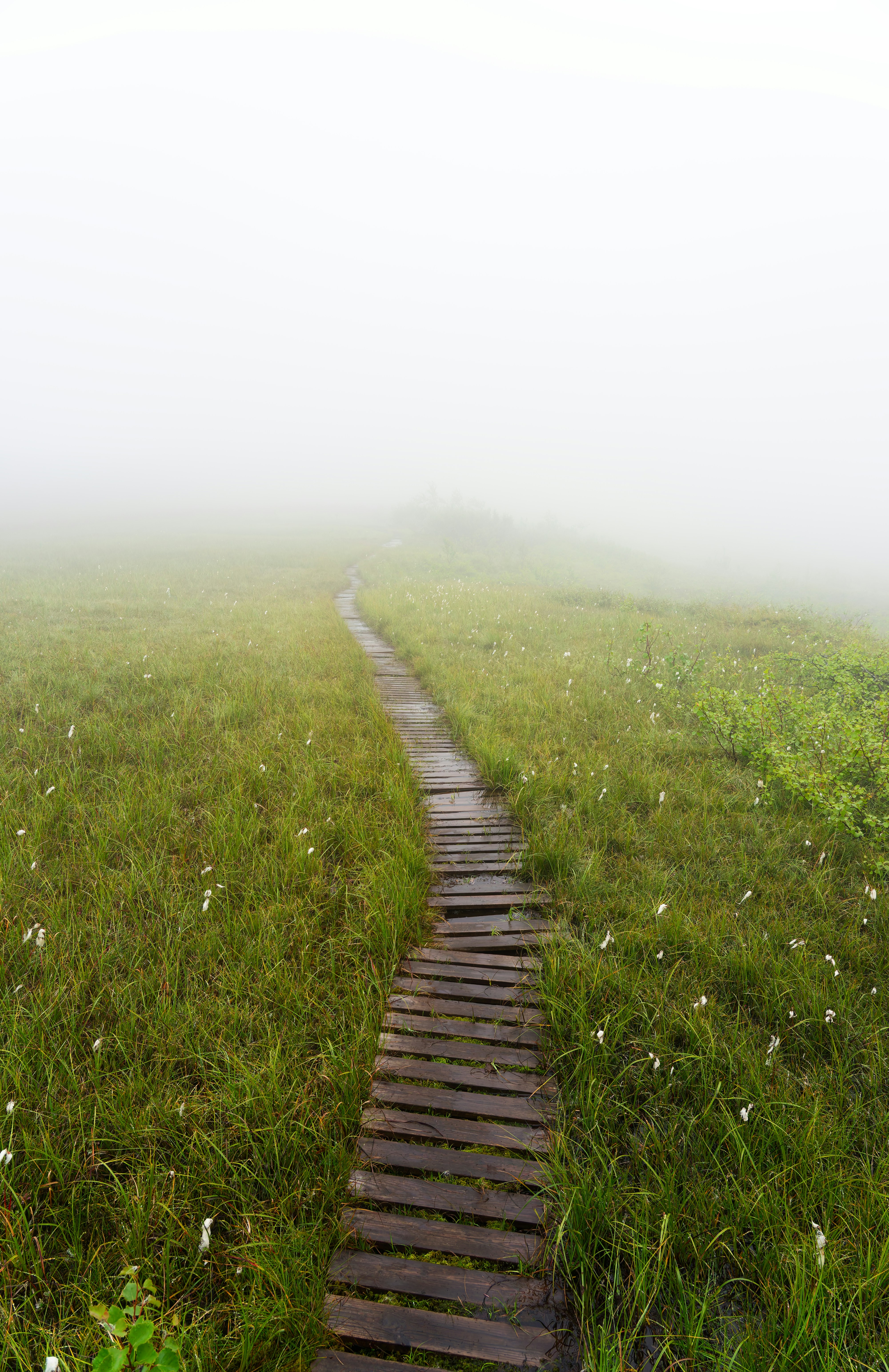 A wooden boardwalk path through a grassy meadow shrouded in thick white fog