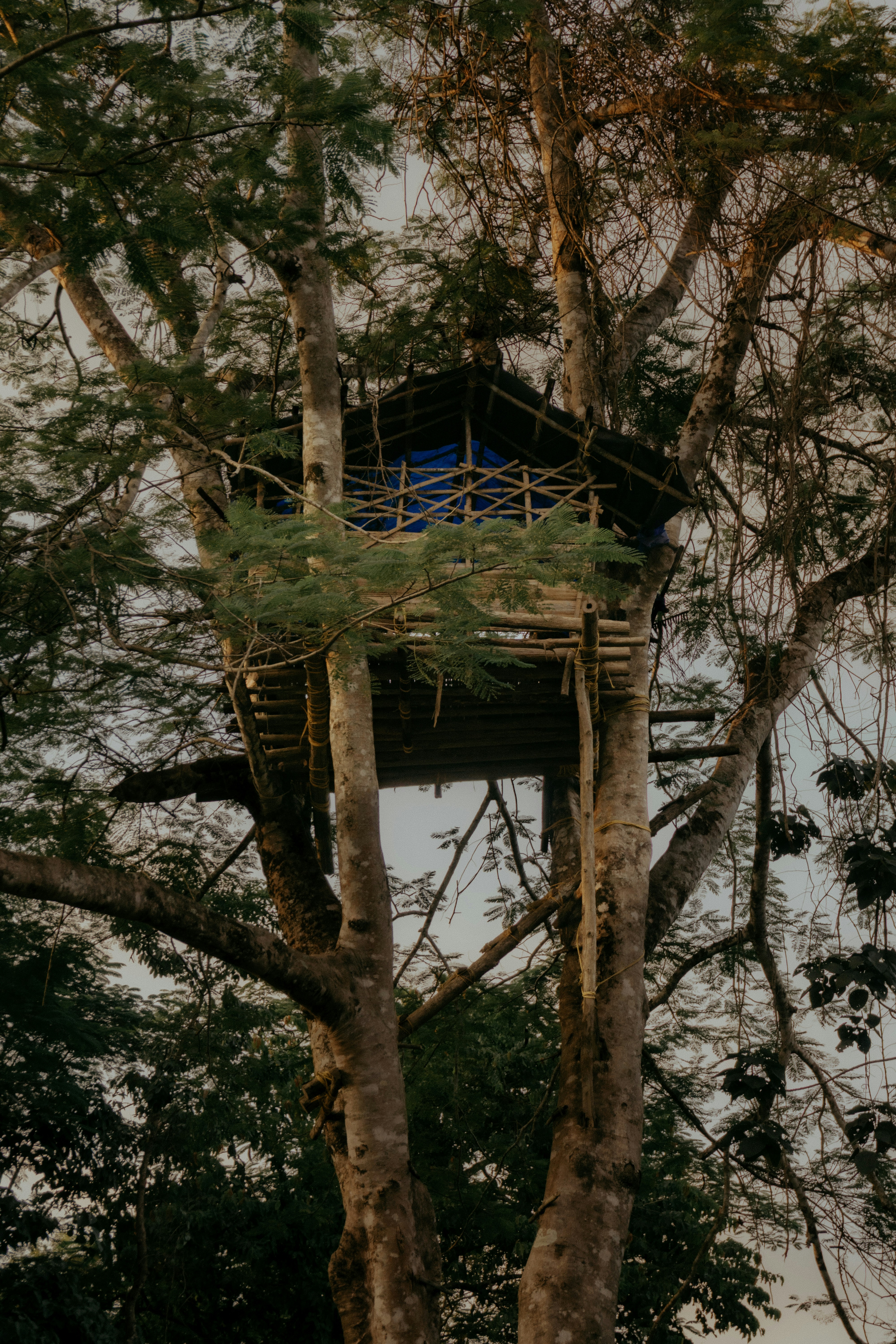 Holzbaumhaus im hohen Baum - Kostenloses Foto auf Unsplash