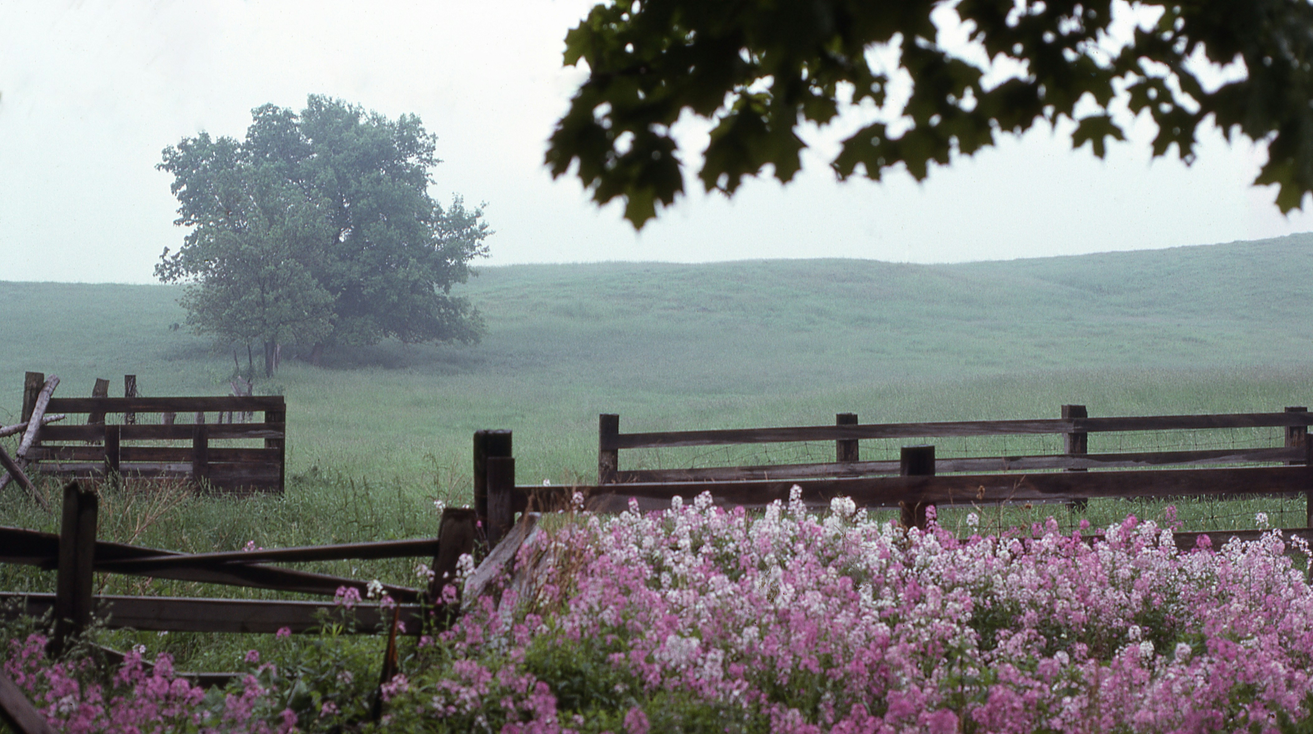 A wooden fence in a misty green field with pink wildflowers