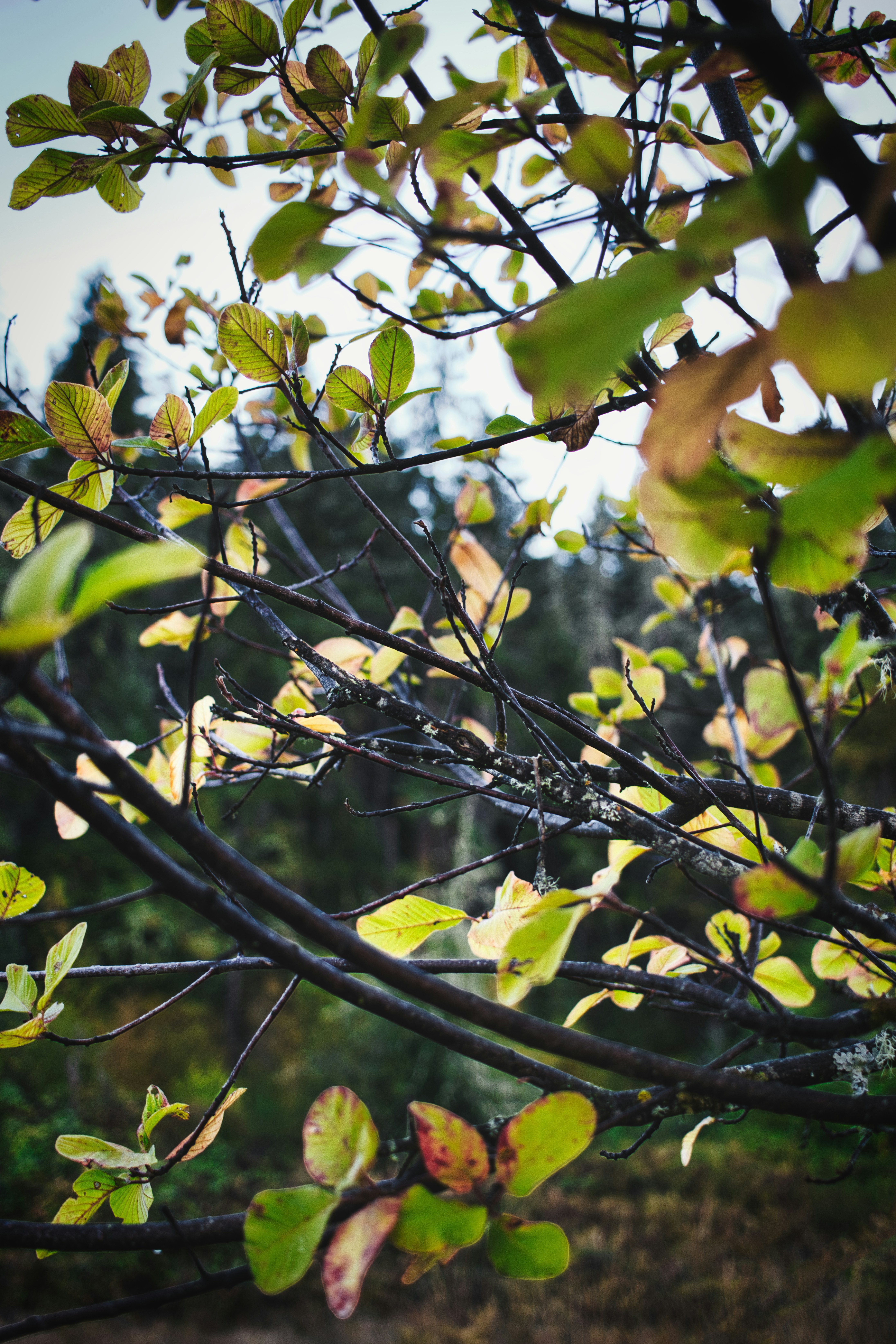Green and yellow autumn leaves on dark branches against a blurred forest background