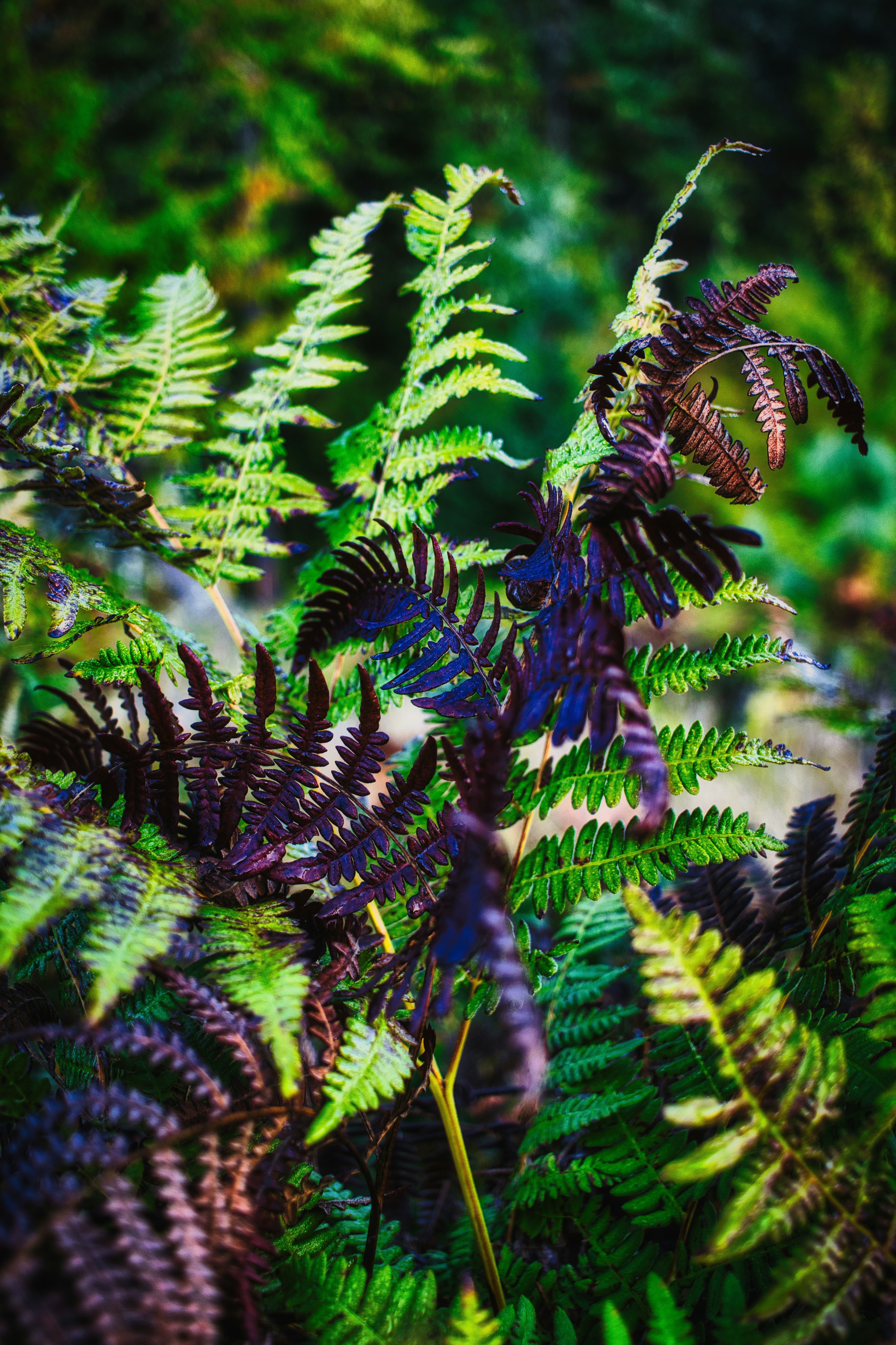Vibrant green and deep purple fern fronds growing in a dense forest