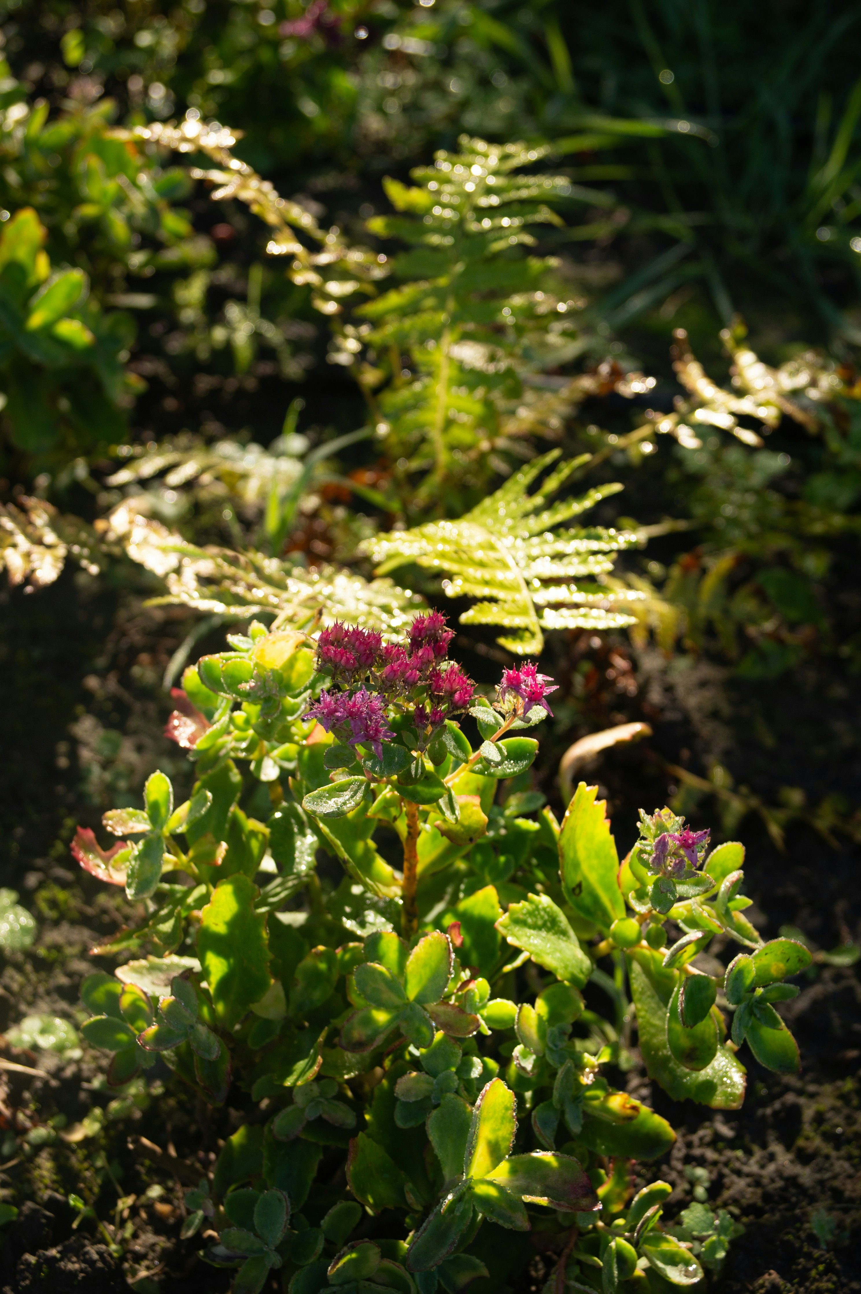 Small pink sedum flowers blooming in a garden with dew on the leaves