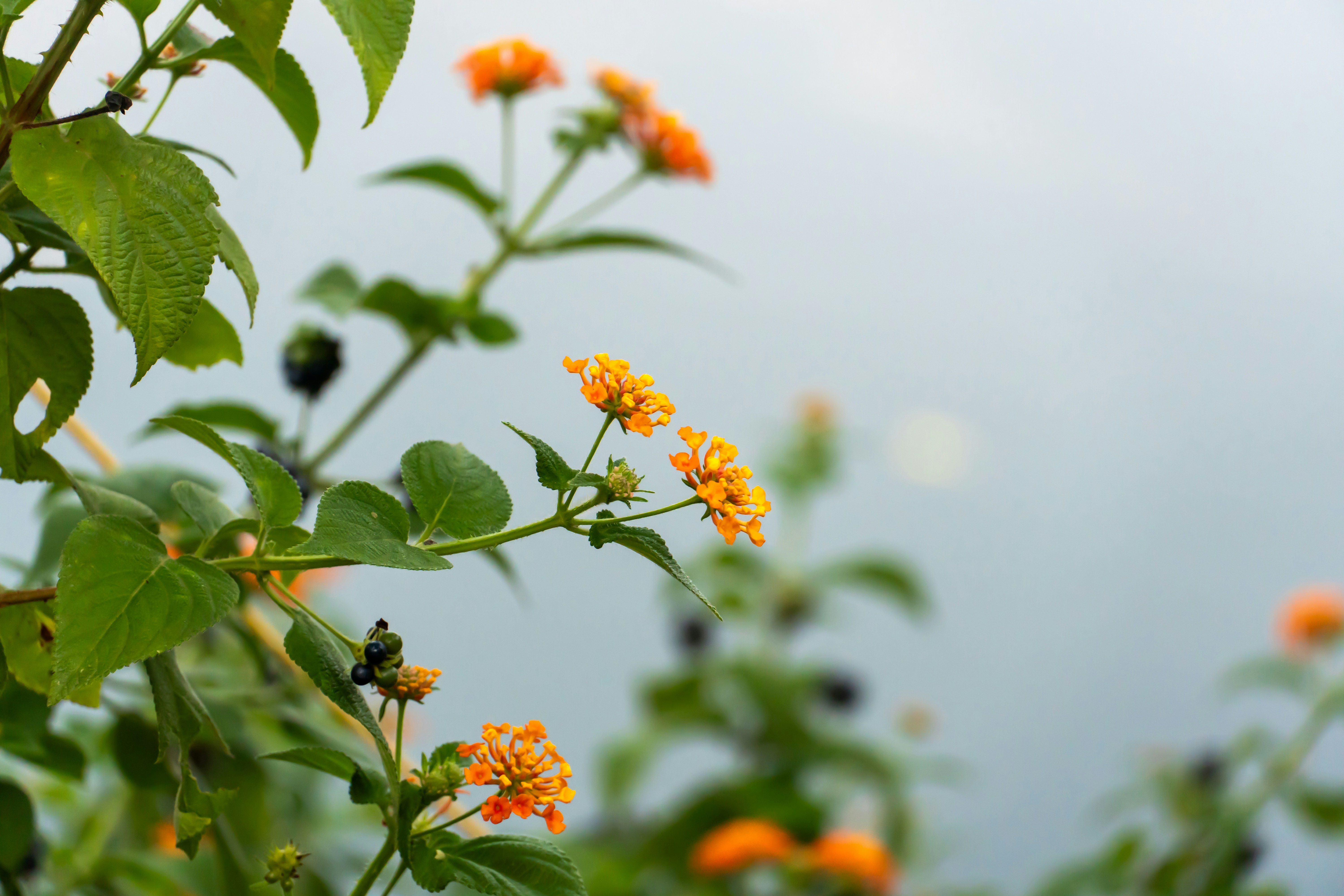 Orange and yellow lantana flowers - Free Photo on Unsplash