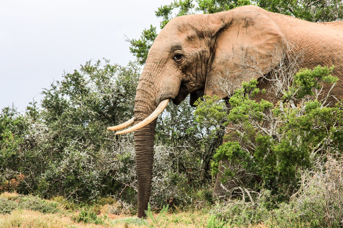 An elephant with long tusks in thick green bush in Addo Elephant National Park, Eastern Cape