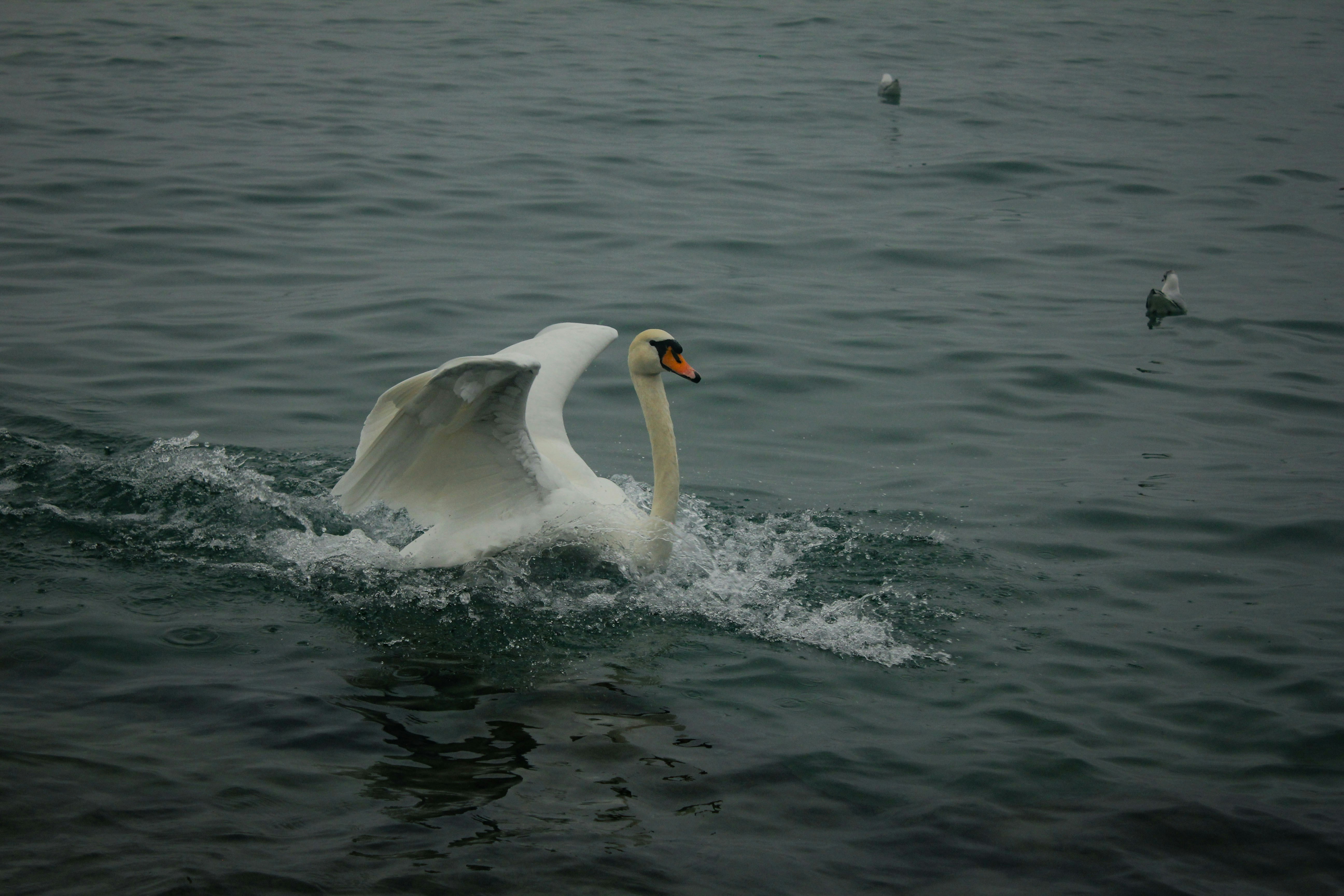 A white swan flapping its wings on the surface of dark grey water