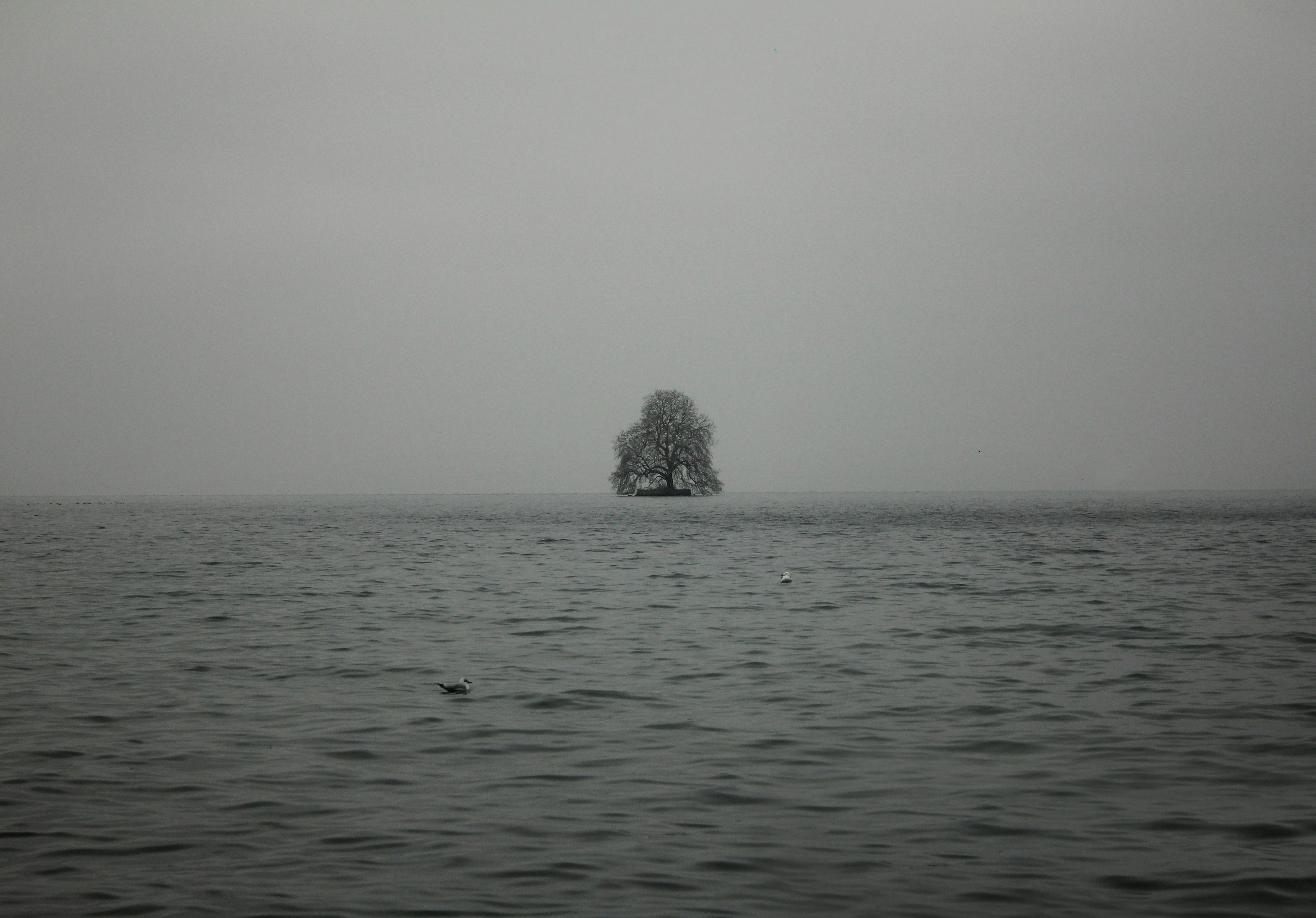 A lone bare tree on a small island in the middle of a calm grey lake