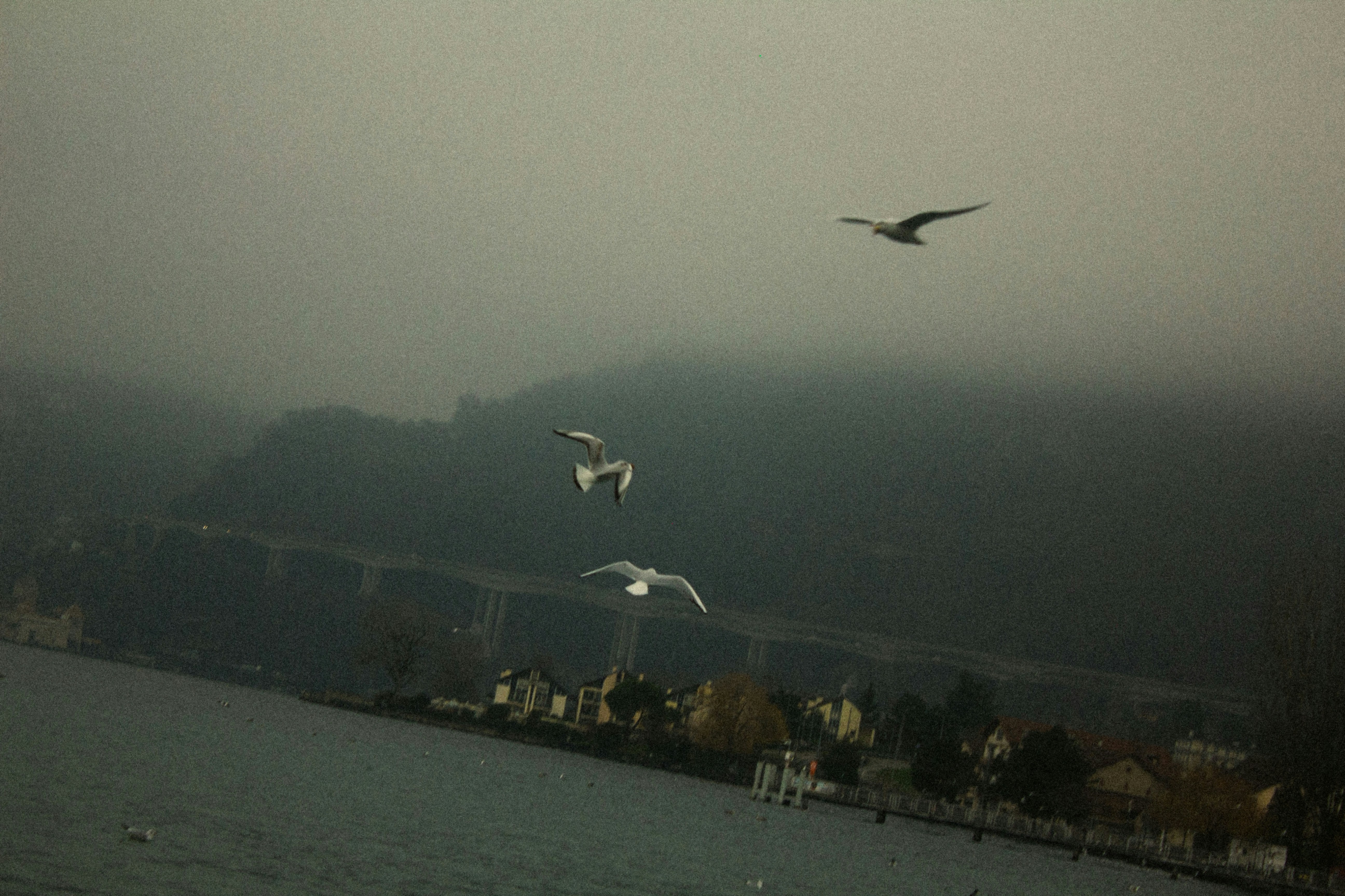 Three seagulls flying over a dark lake with a misty shoreline and bridge in the background