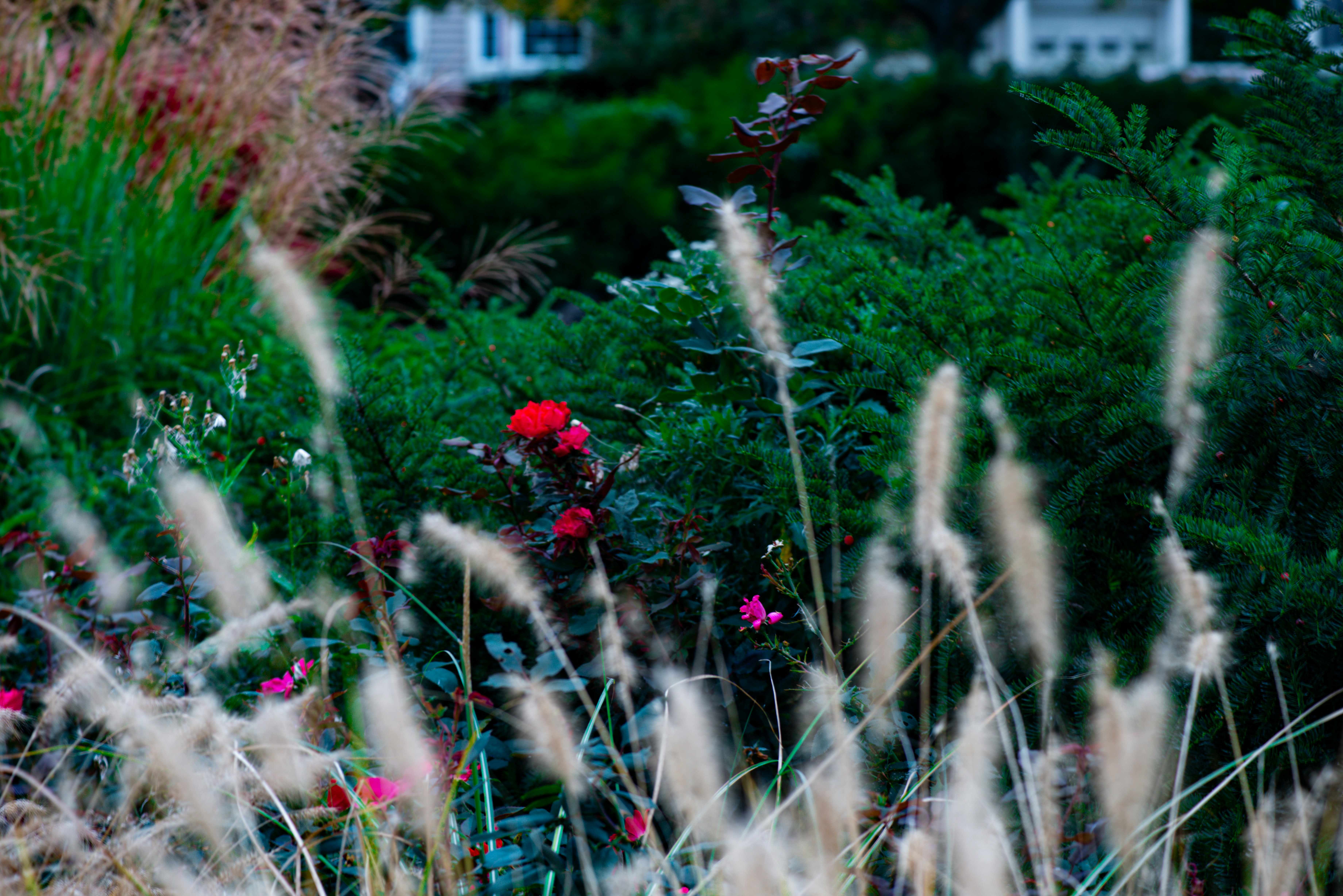 Red roses blooming in a lush garden with tall ornamental grasses in the foreground