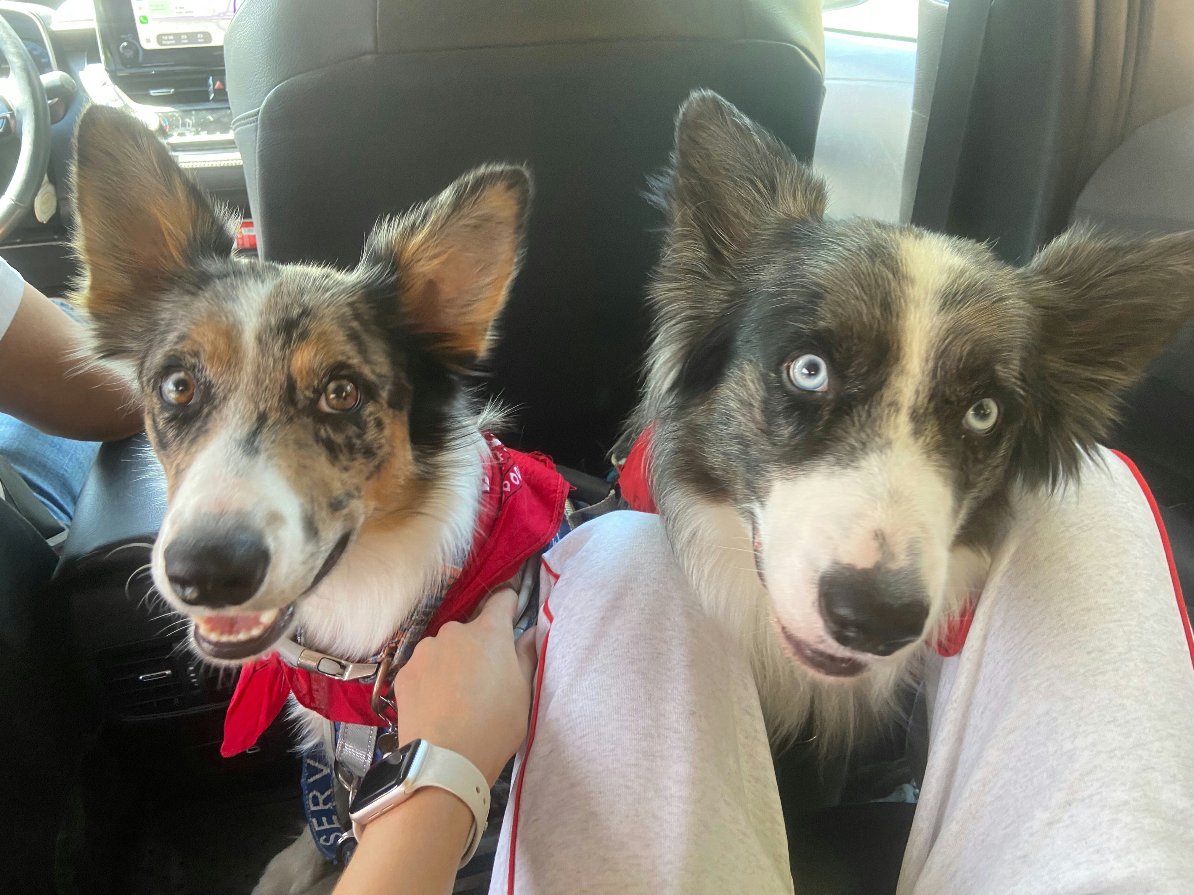 Two merle dogs in car - Free Photo on Unsplash
