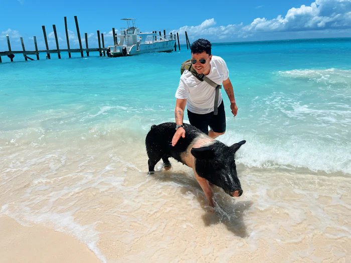A visitor with a pig in shallow turquoise water at a dock