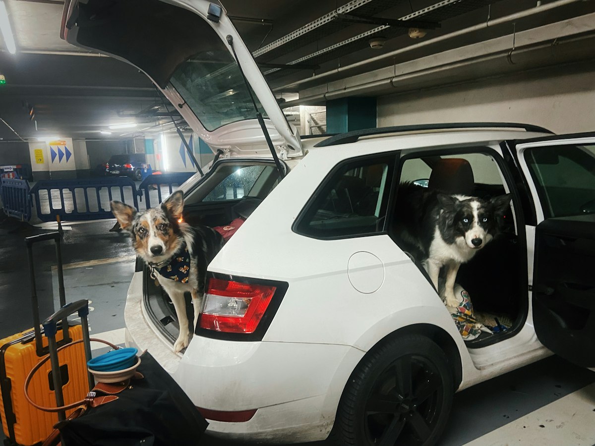 Two dogs in a station wagon with the trunk open, ready to use a folding dog ramp
