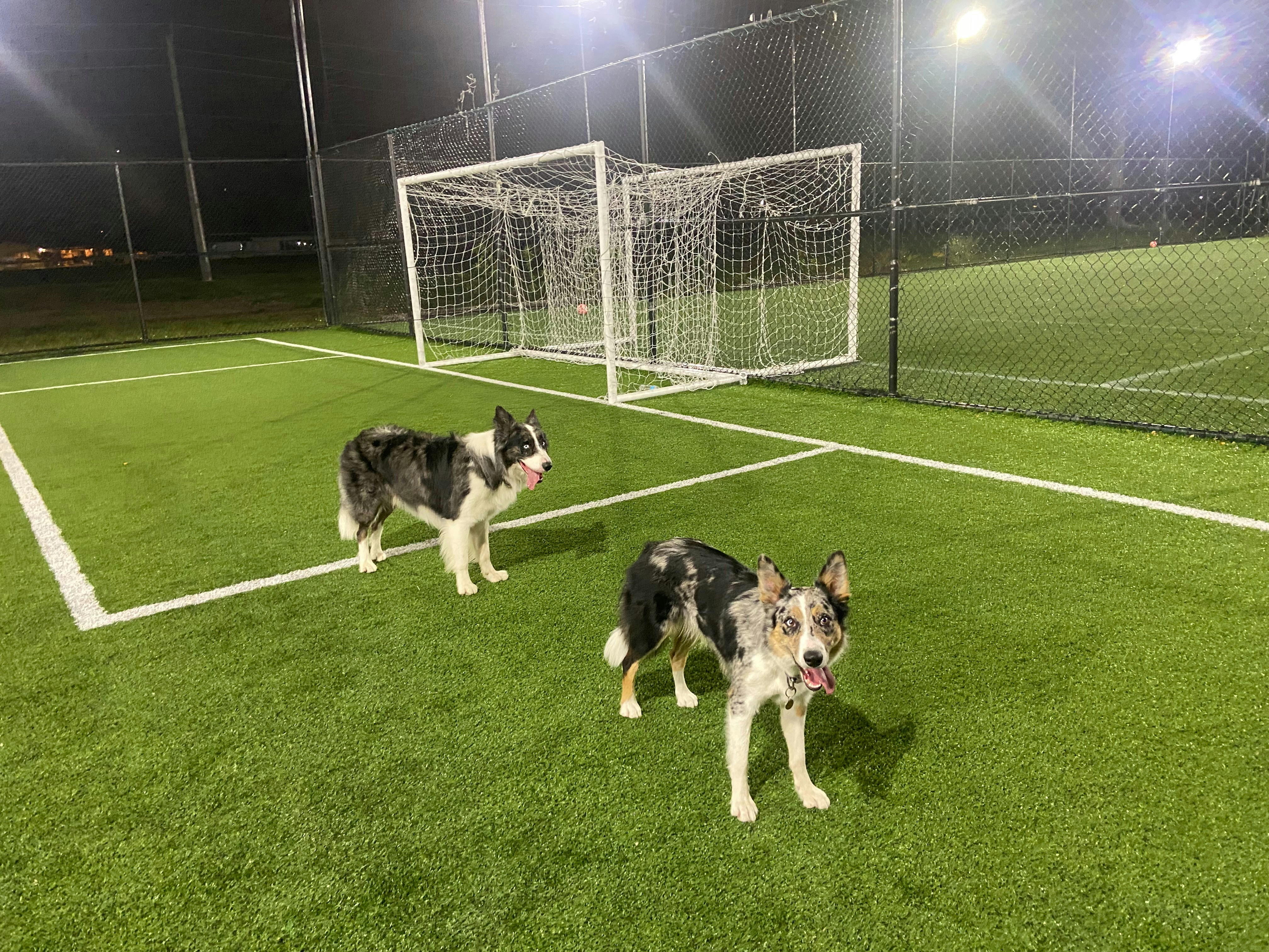 Two merle border collies on a green artificial turf soccer field at night