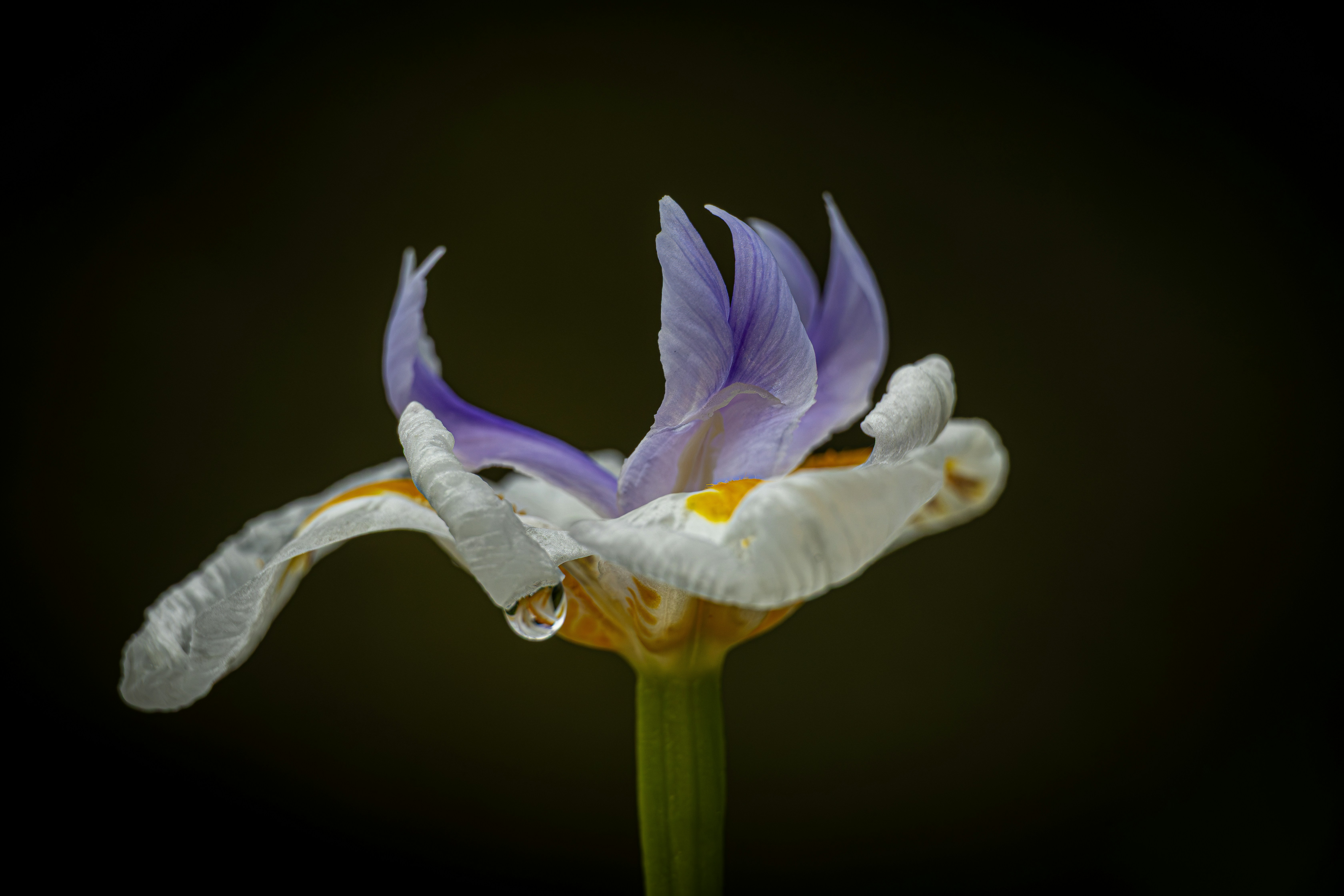 Uma flor de íris branca e roxa com uma única gota de água em uma pétala