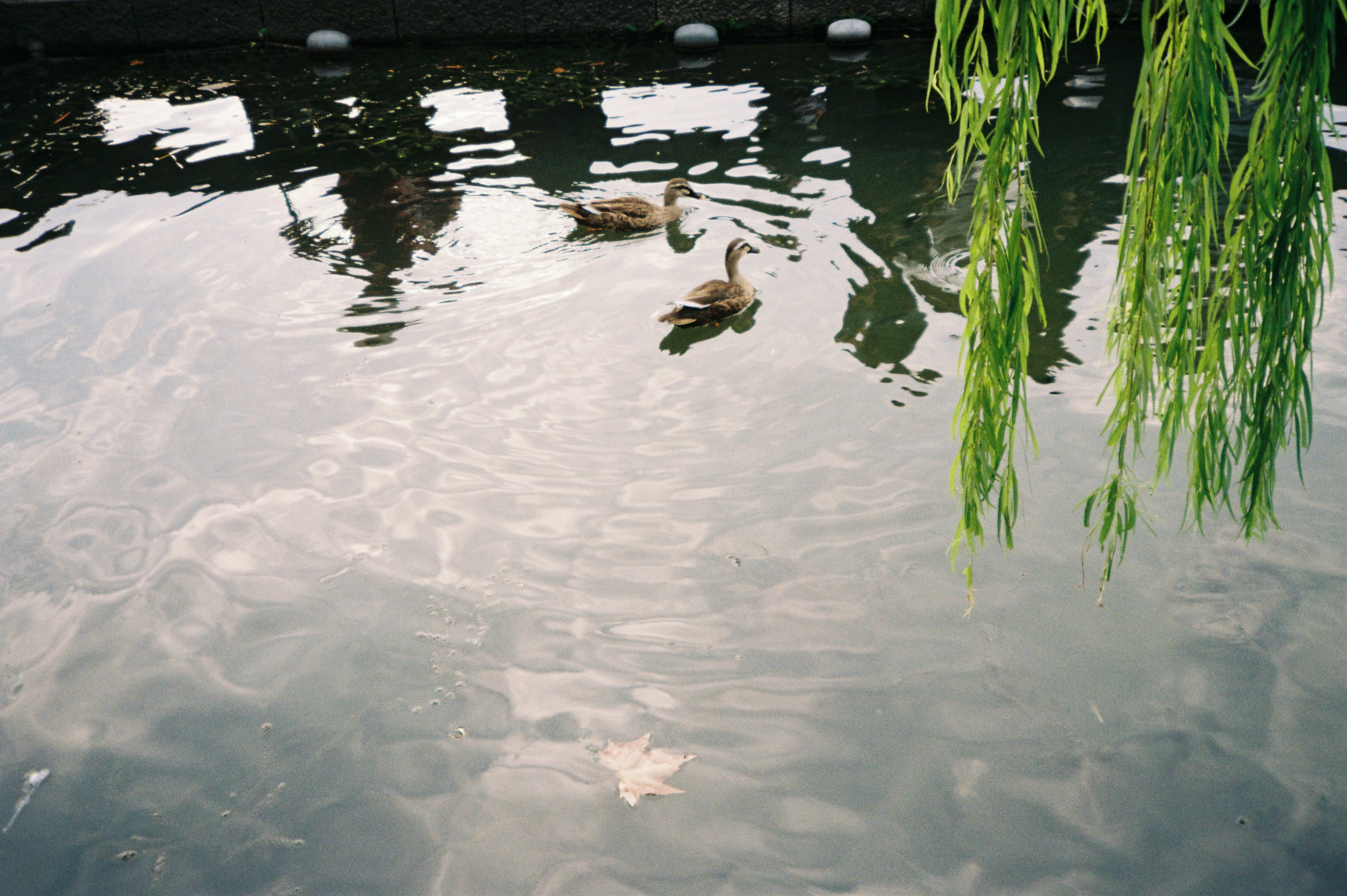Two ducks swimming on a pond beneath the hanging branches of a willow tree