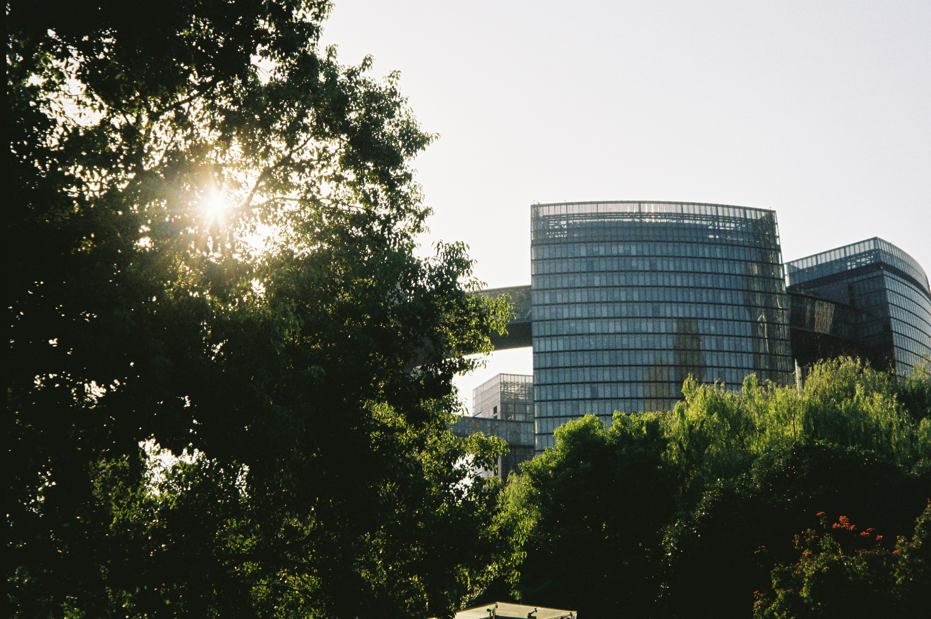 Sunlight filtering through tree leaves beside a modern glass office building
