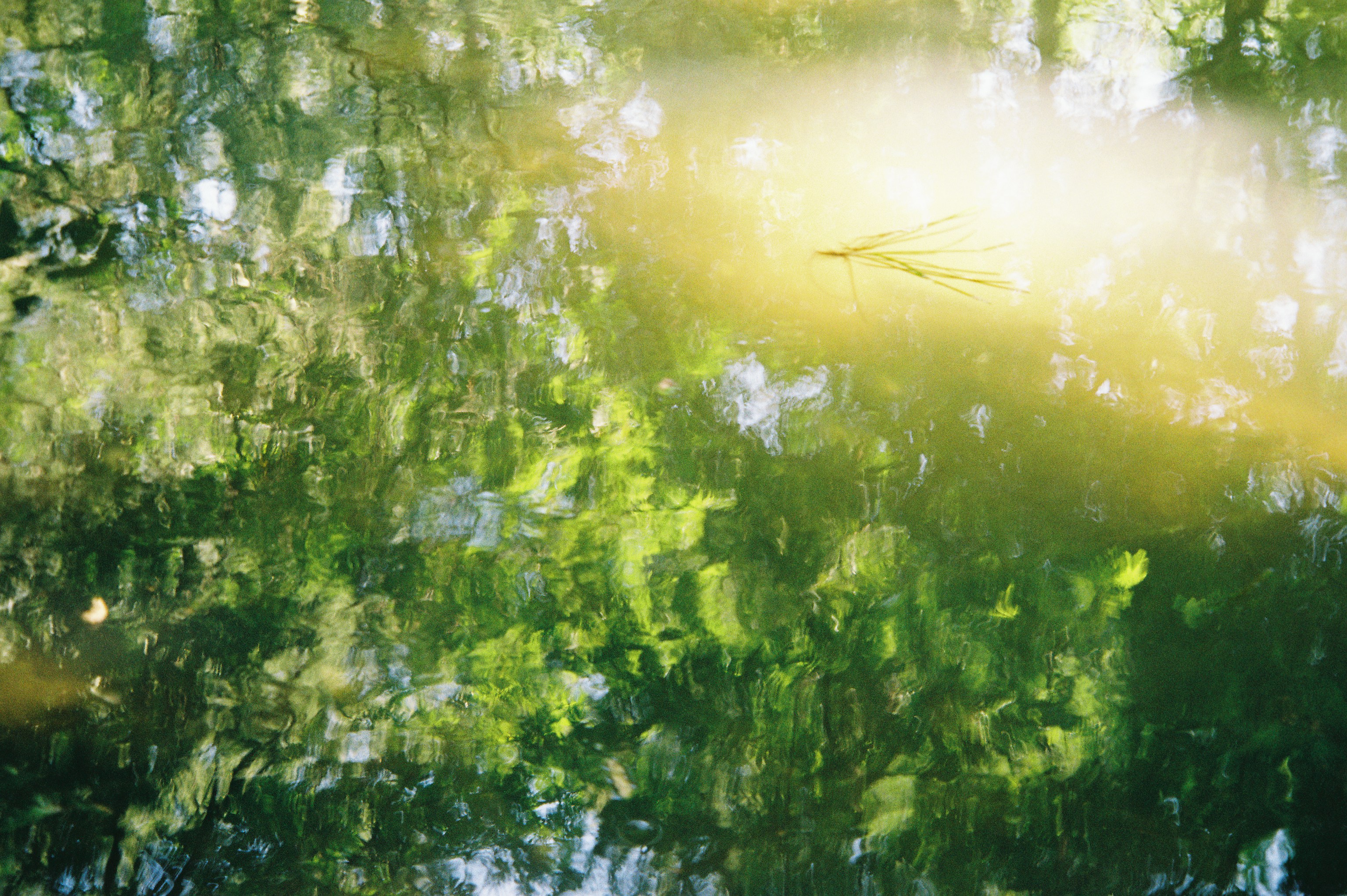 Reflections of green trees on rippling water with a single pine needle floating