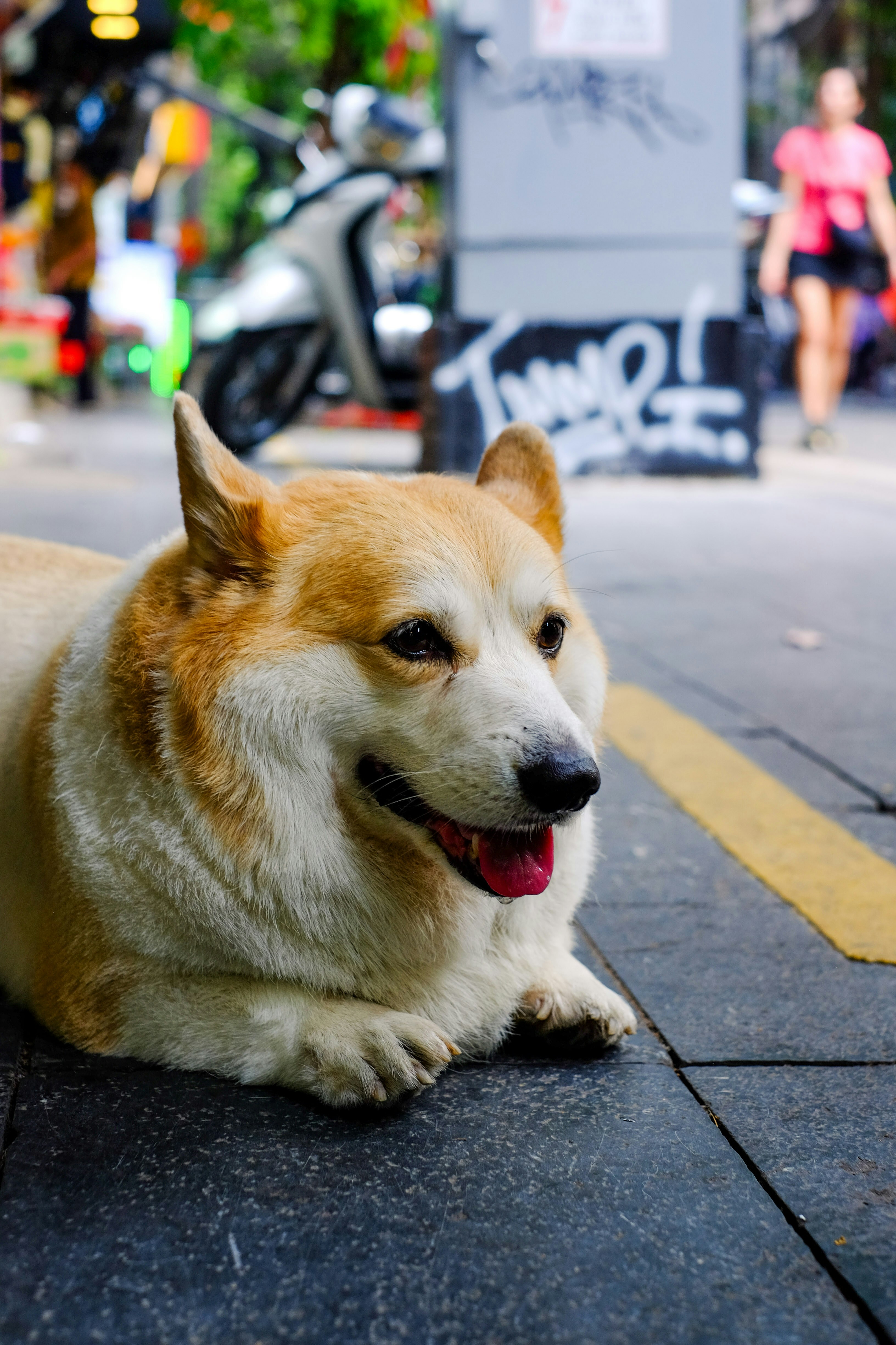 Les Promeneurs de Chiens — Paris