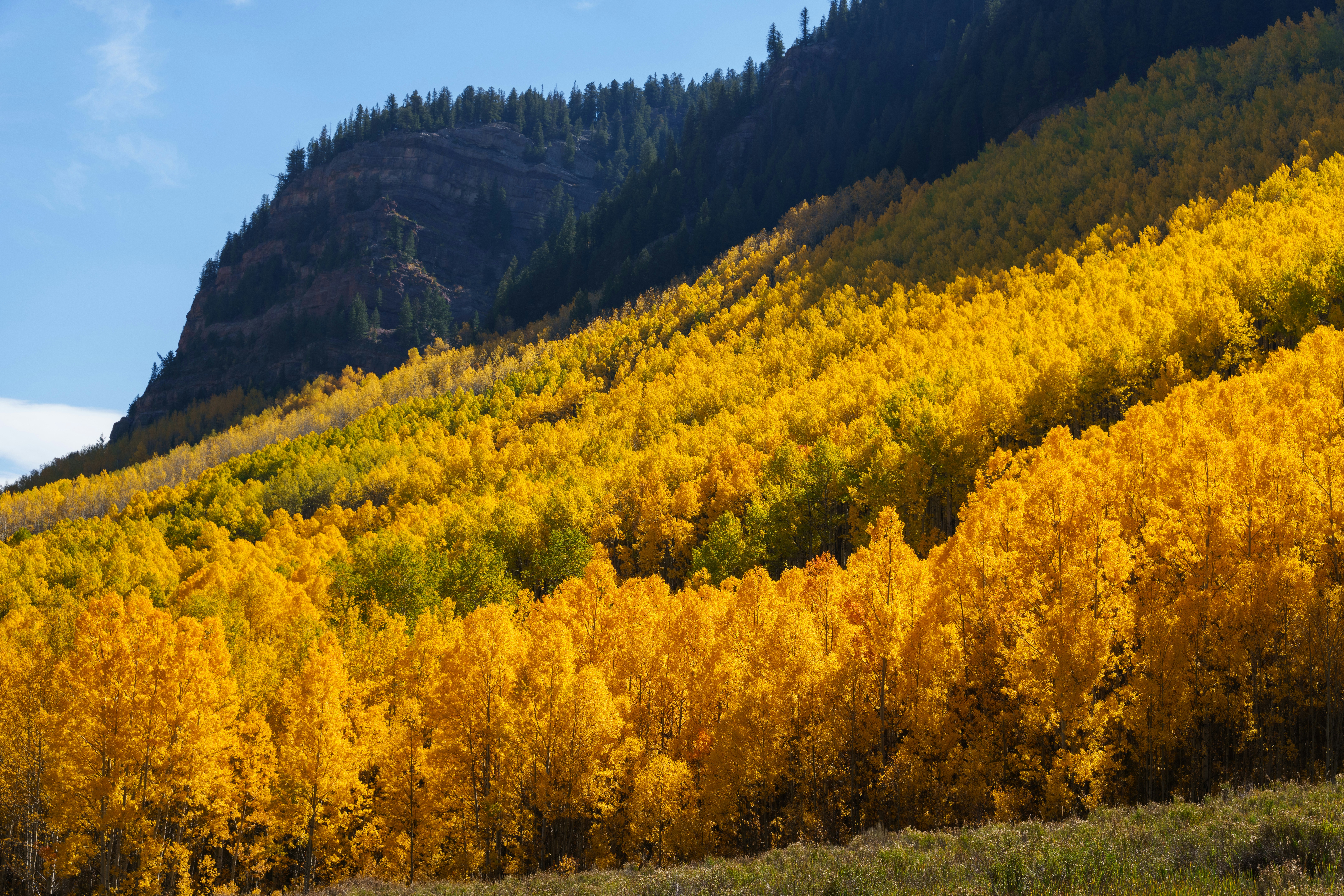 A hillside covered in vibrant yellow aspen trees below a rocky mountain peak