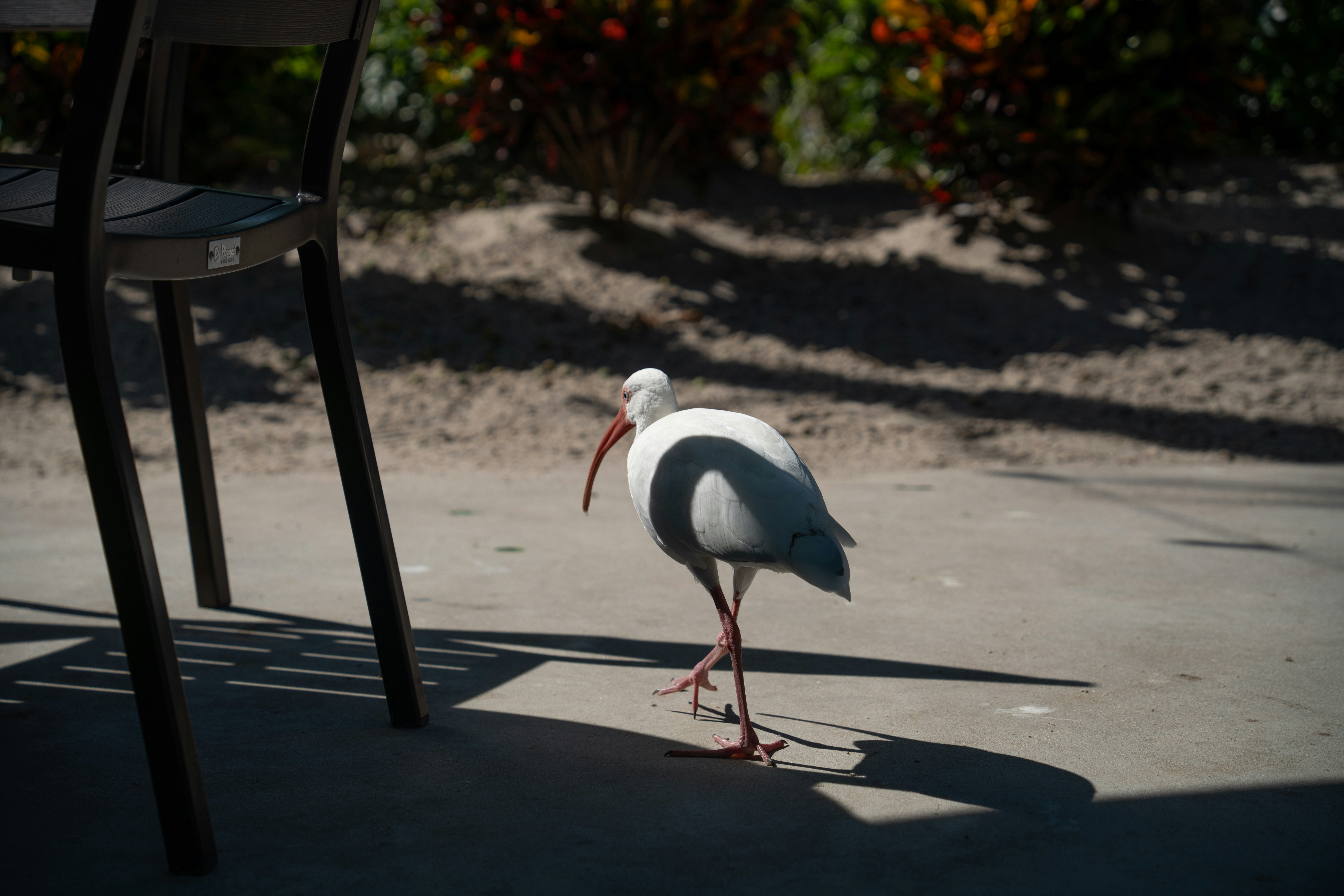 Un ibis blanco caminando por un patio de hormigón junto a una silla oscura