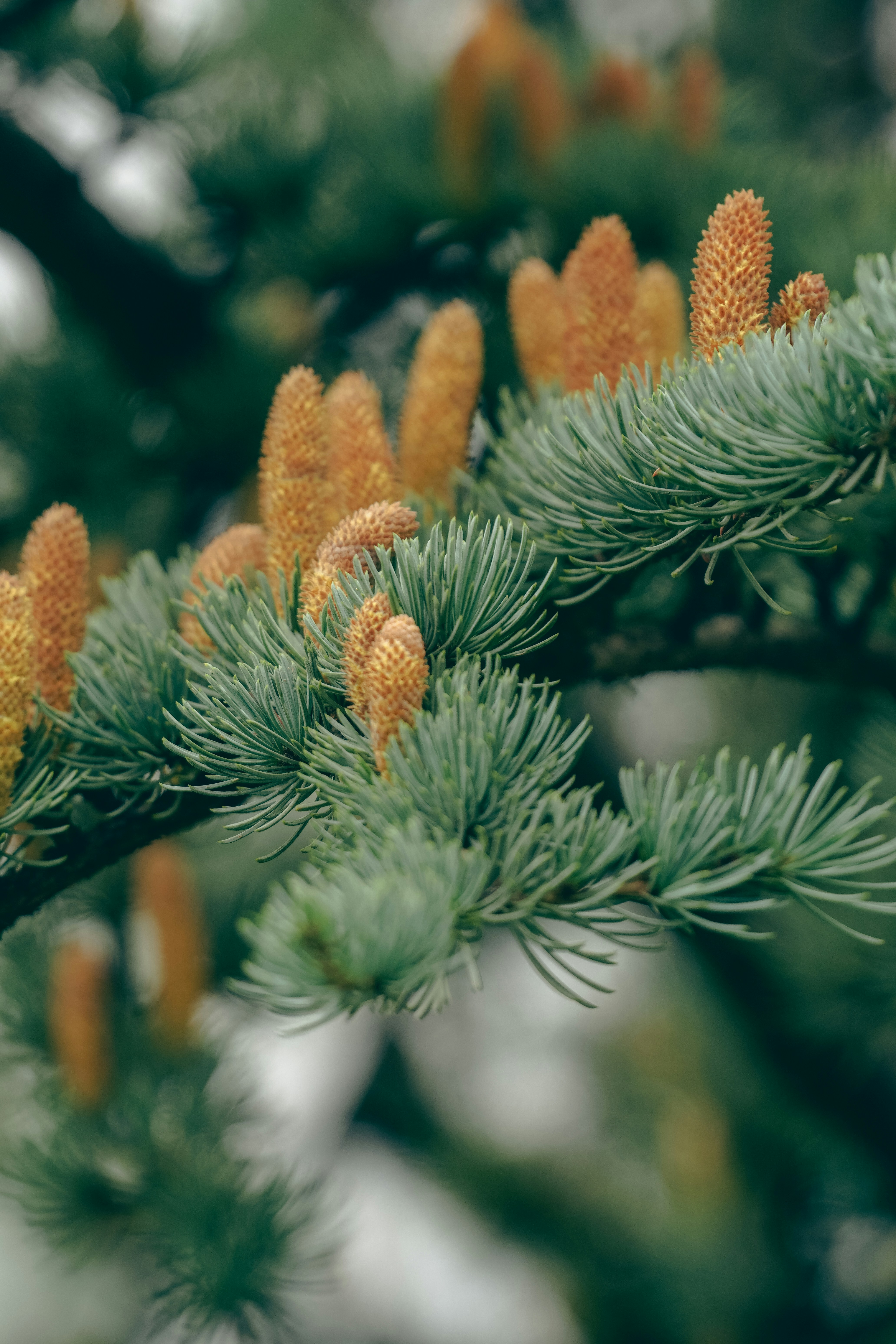 Orange pollen cones on the blue-green needles of a cedar branch