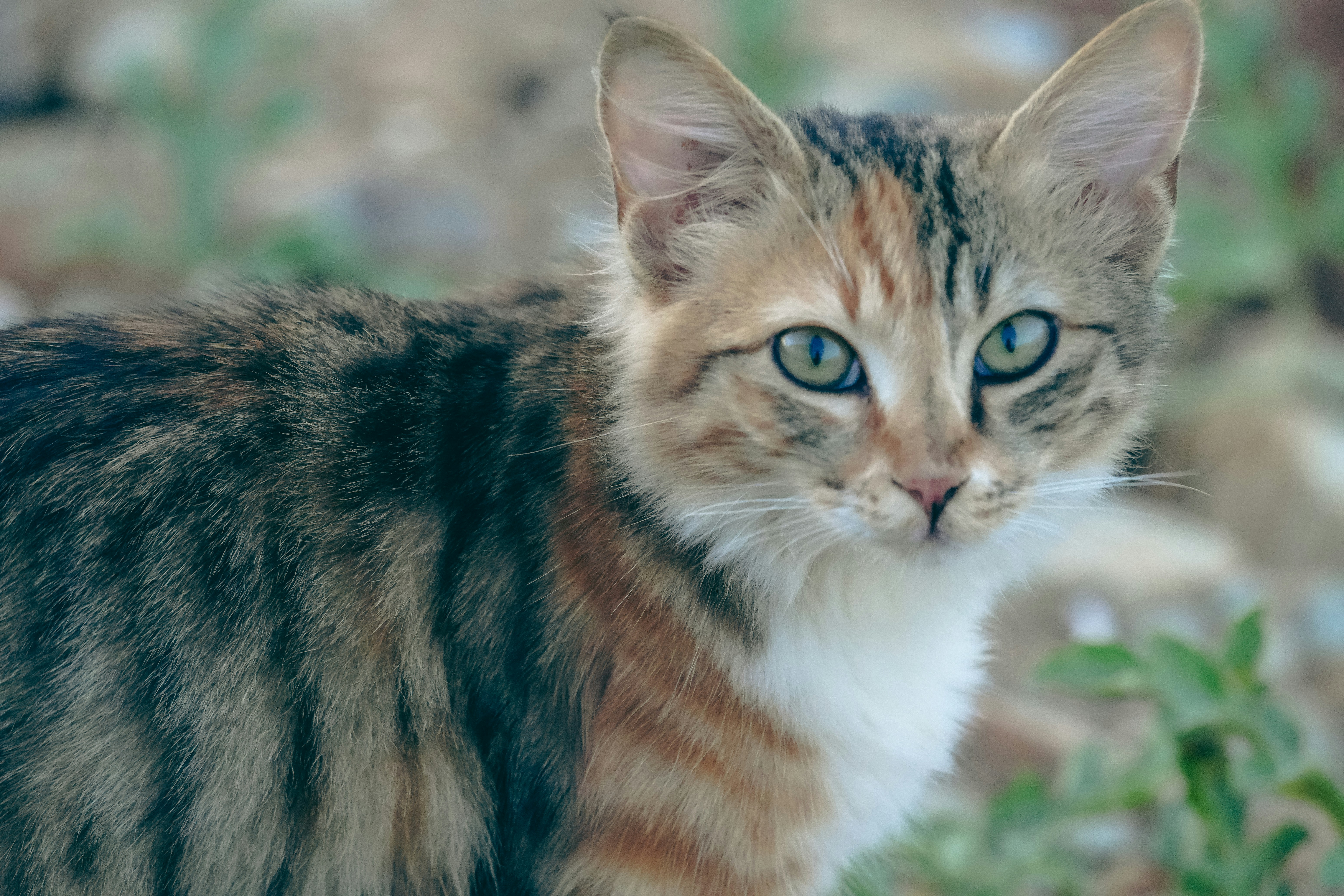 A calico cat with green eyes looking forward against a blurred outdoor background
