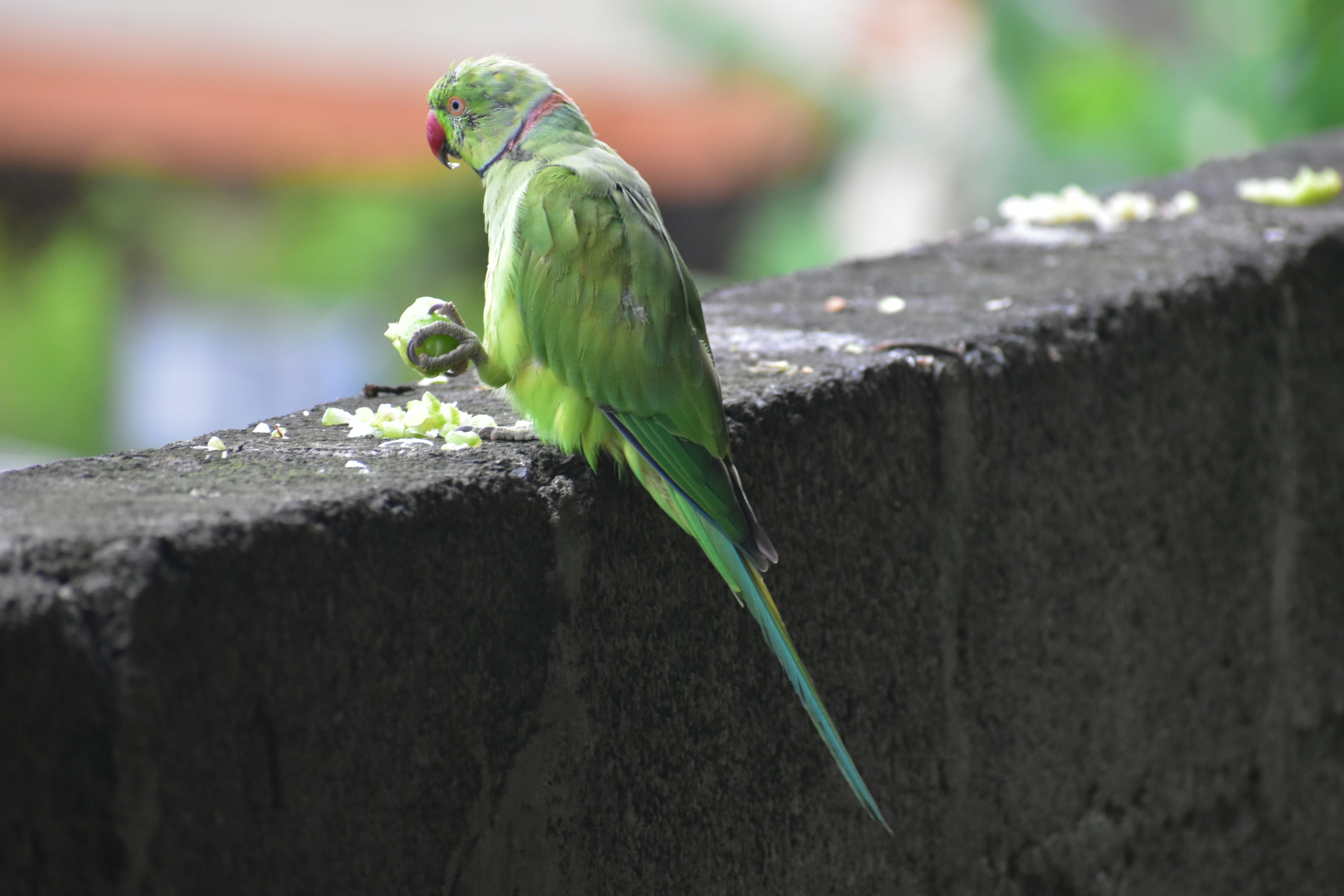 Un periquito con anillos de rosa comiendo una pieza de fruta en una pared de hormigón