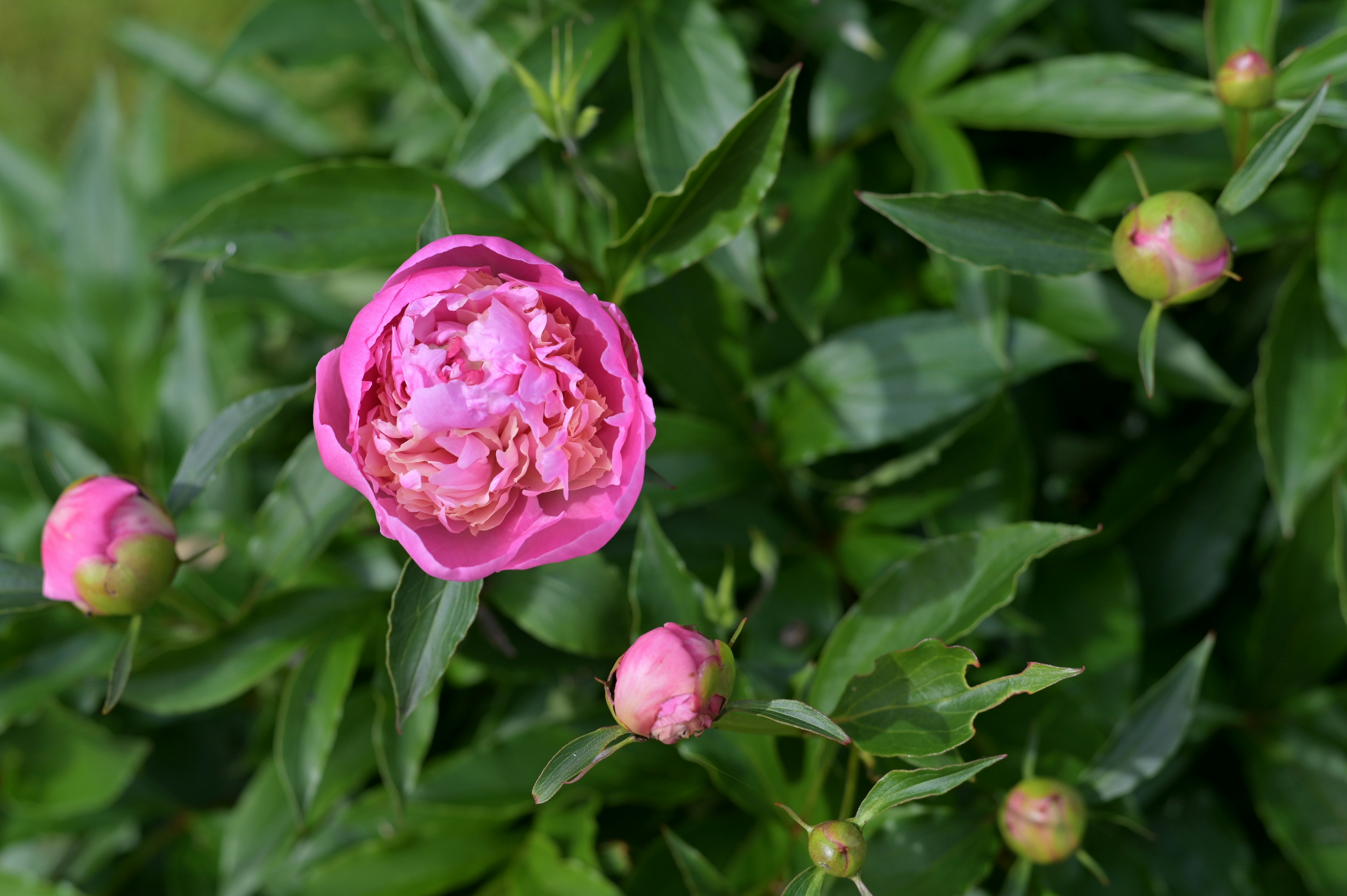 A blooming pink peony flower surrounded by several unopened buds and green leaves