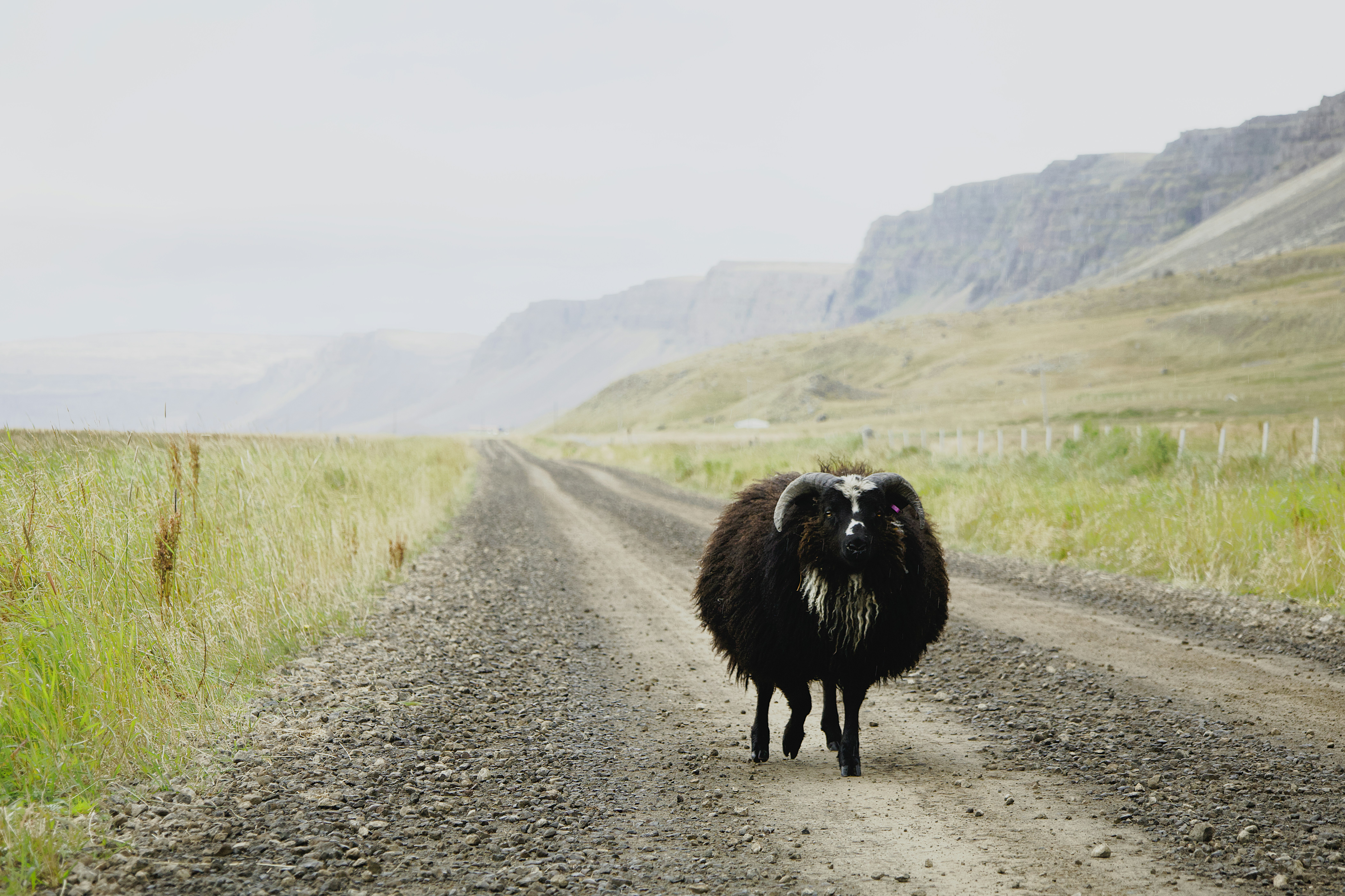 A black ram with curved horns walking on a gravel road through a valley