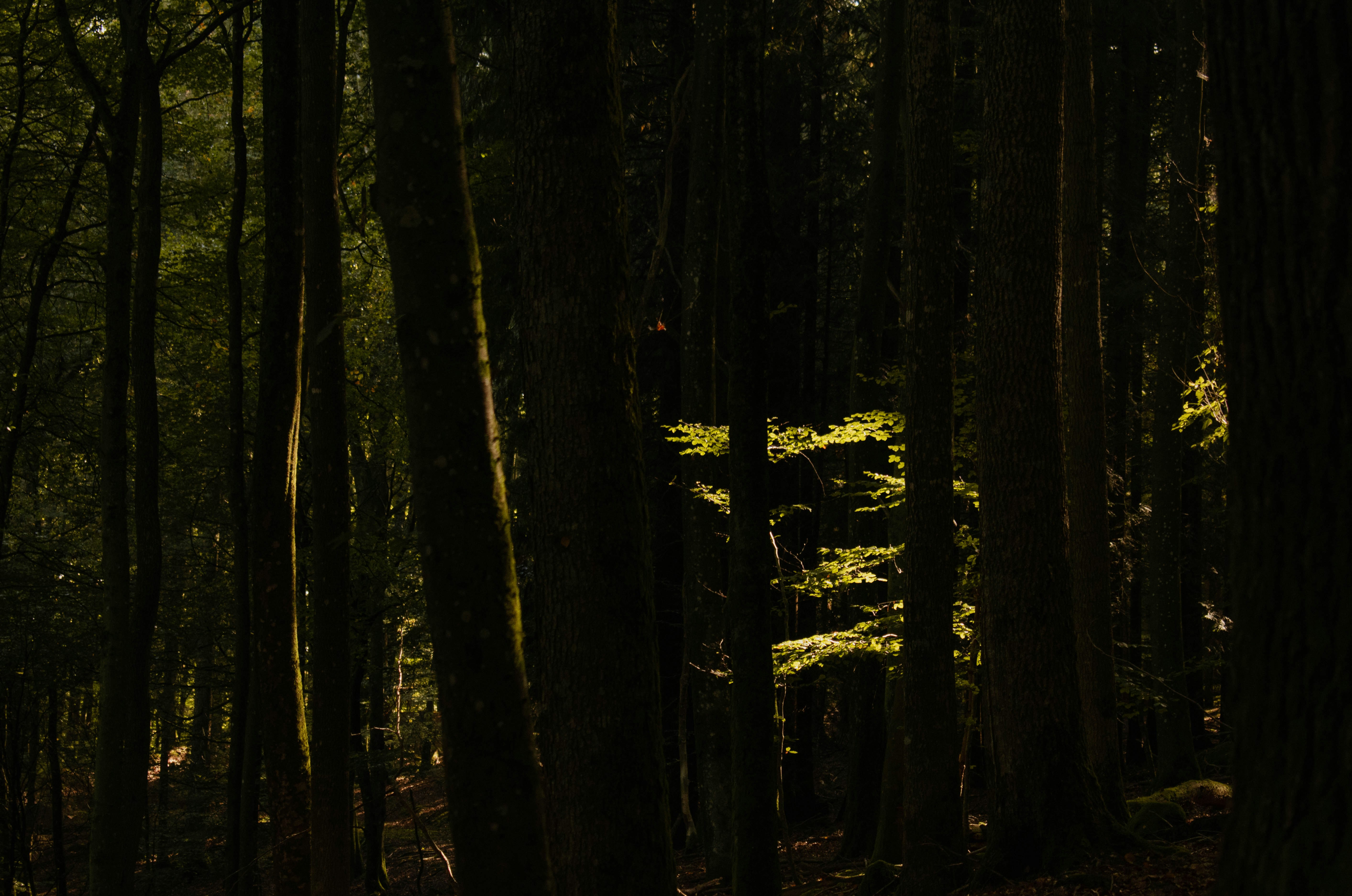 Sunlight on leaves in dark forest - Free Photo on Unsplash