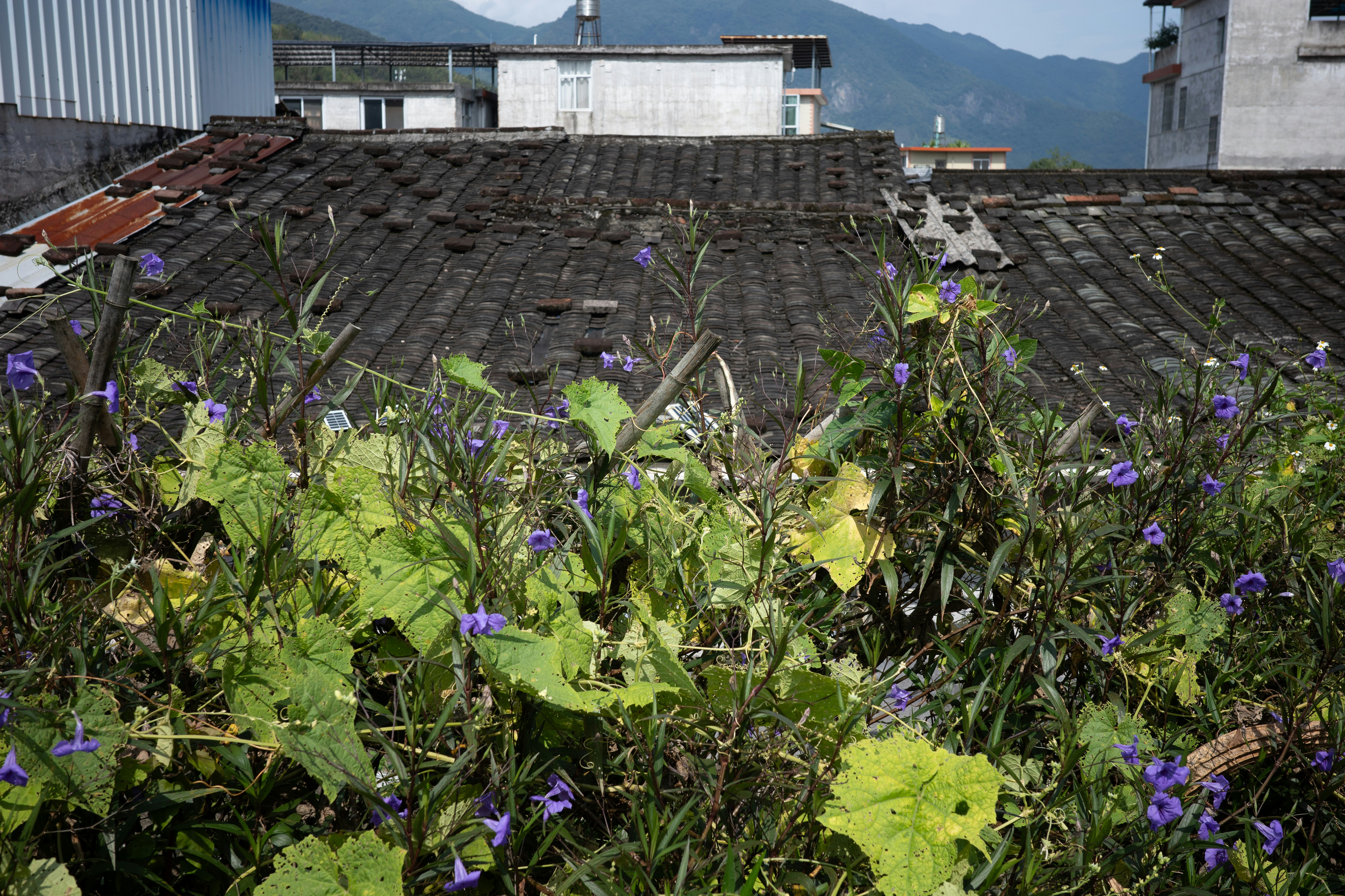Purple flowers and green vines growing on a rooftop with dark tiled roofs